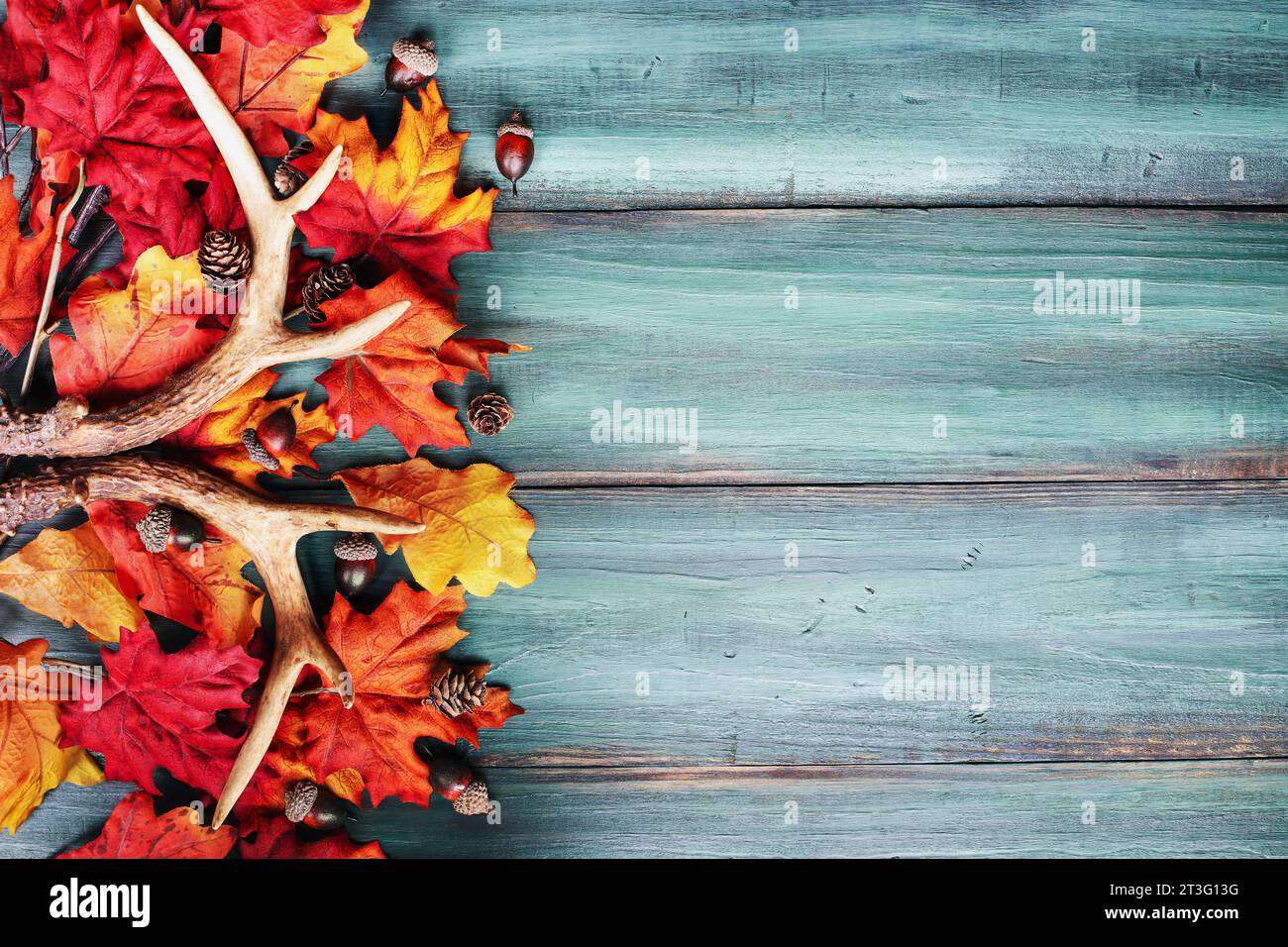 Echte weiße Hirschgeweihe über einem rustikalen Holztisch mit bunten Herbstlaub. Diese werden von Jägern verwendet, um in anderen La zu rasseln Stockfoto