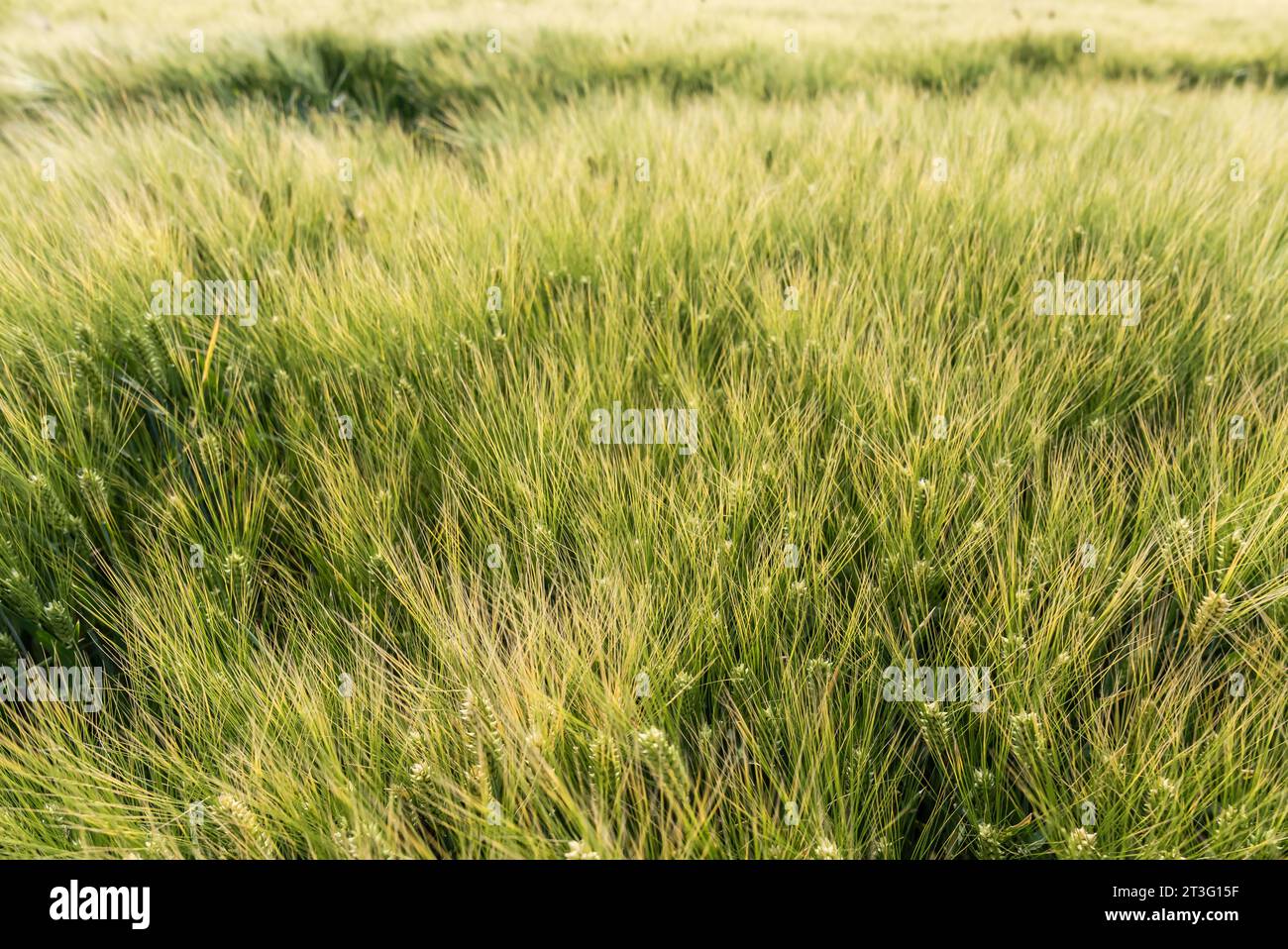 Weizenwellen treiben im Wind Stockfoto