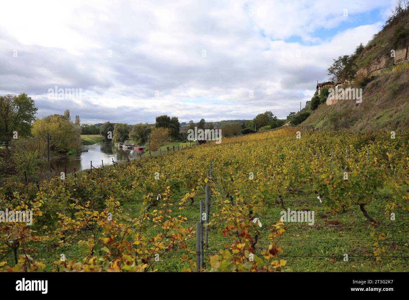 Bluetengrund Naumburg 22.10.2023, Naumburg, Bluetengrund, Blick ueber einen Weinberg anm Zusammenfluss von Unstrut und Saale *** Bluetengrund Naumburg 22 10 2023, Naumburg, Bluetengrund, Blick über einen Weinberg am Zusammenfluss der Flüsse Unstrut und Saale Credit: Imago/Alamy Live News Stockfoto