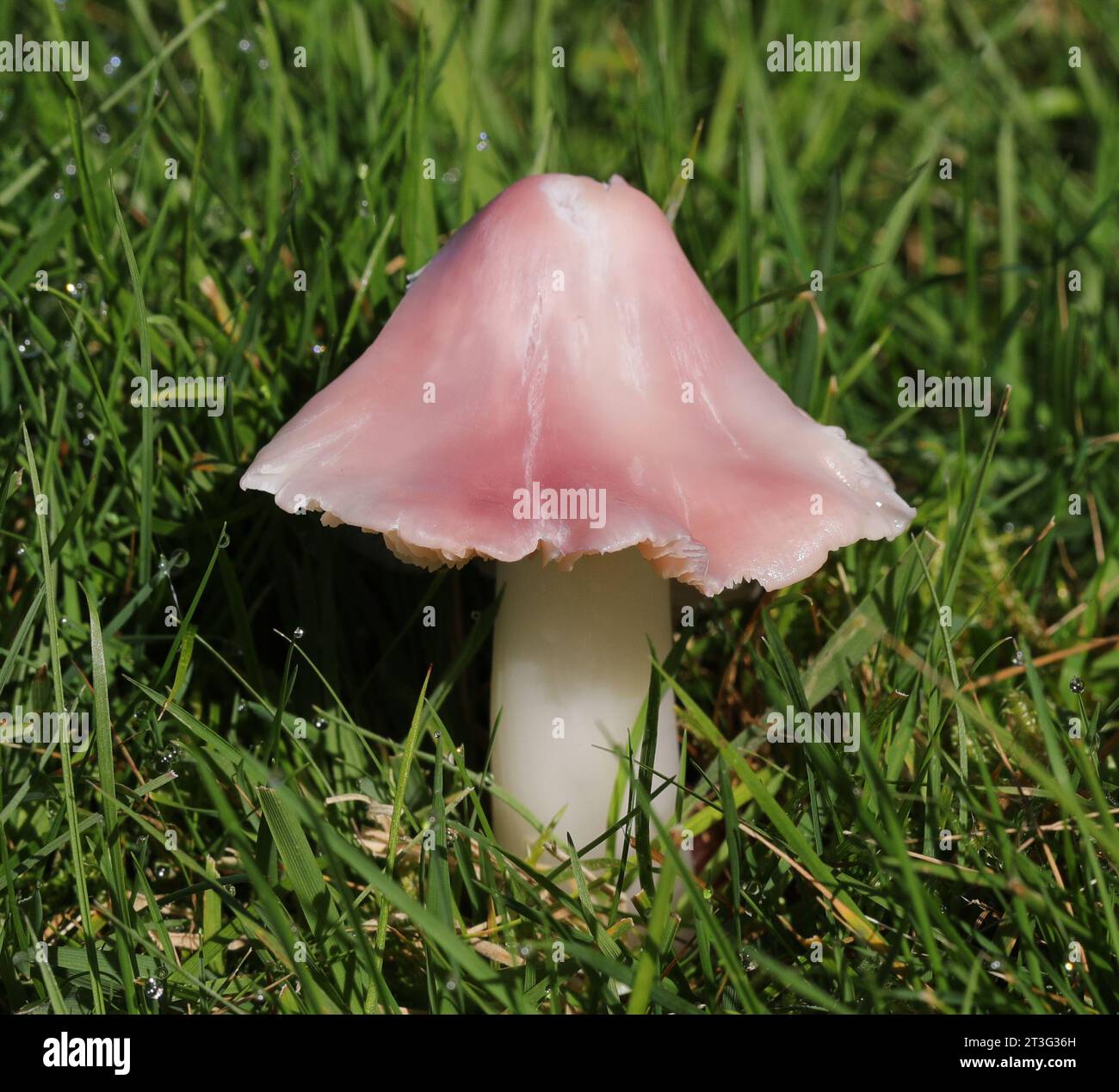 Porpolomopsis calyptriformis – Rosa Wachskappe – Makro Stockfoto