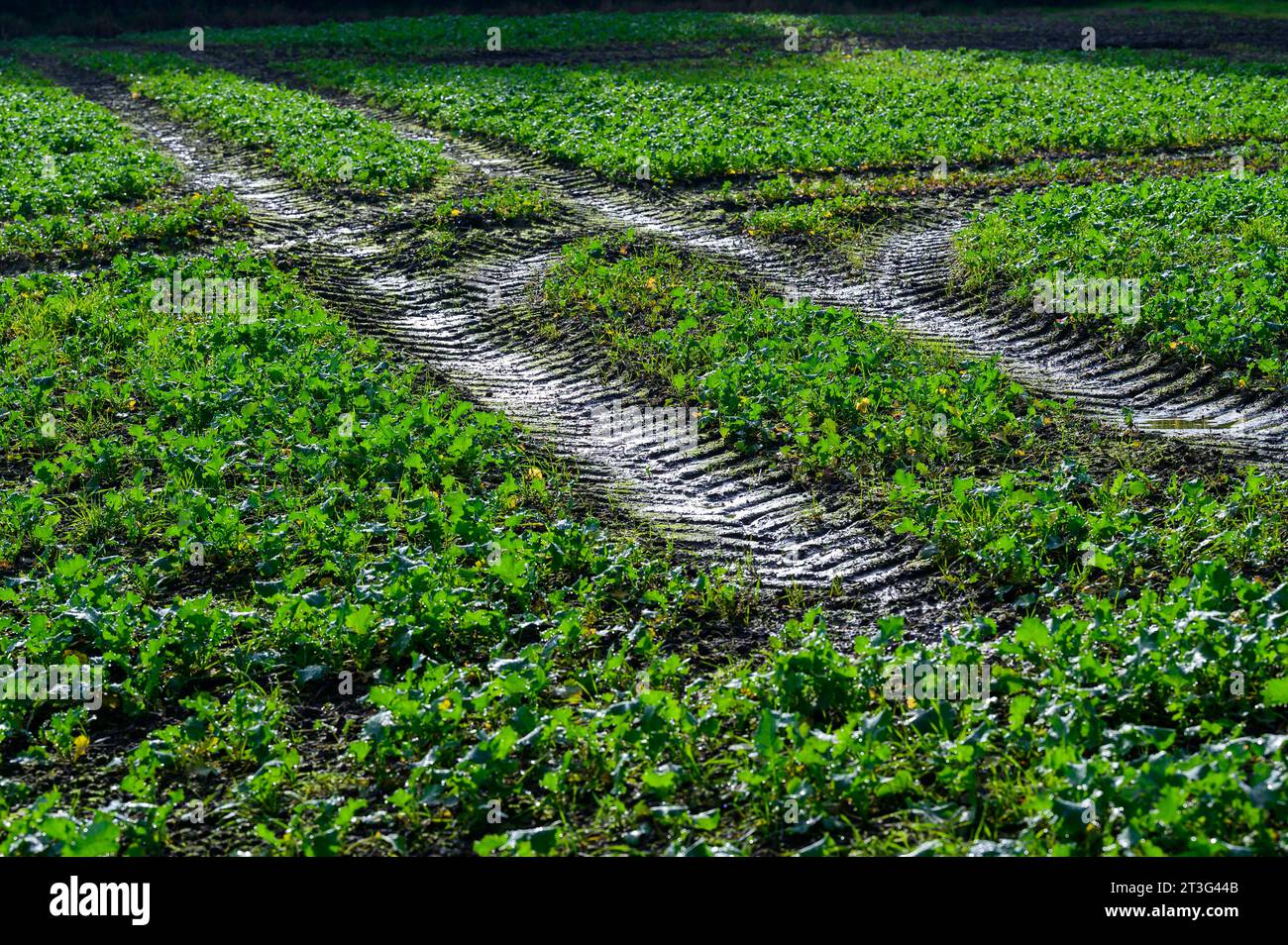 Ketten, die von einem Traktor auf einem schlammigen Feld zurückgelassen werden, das kürzlich mit Erntegut gesät wurde, bevor es überflutet wurde. Stockfoto