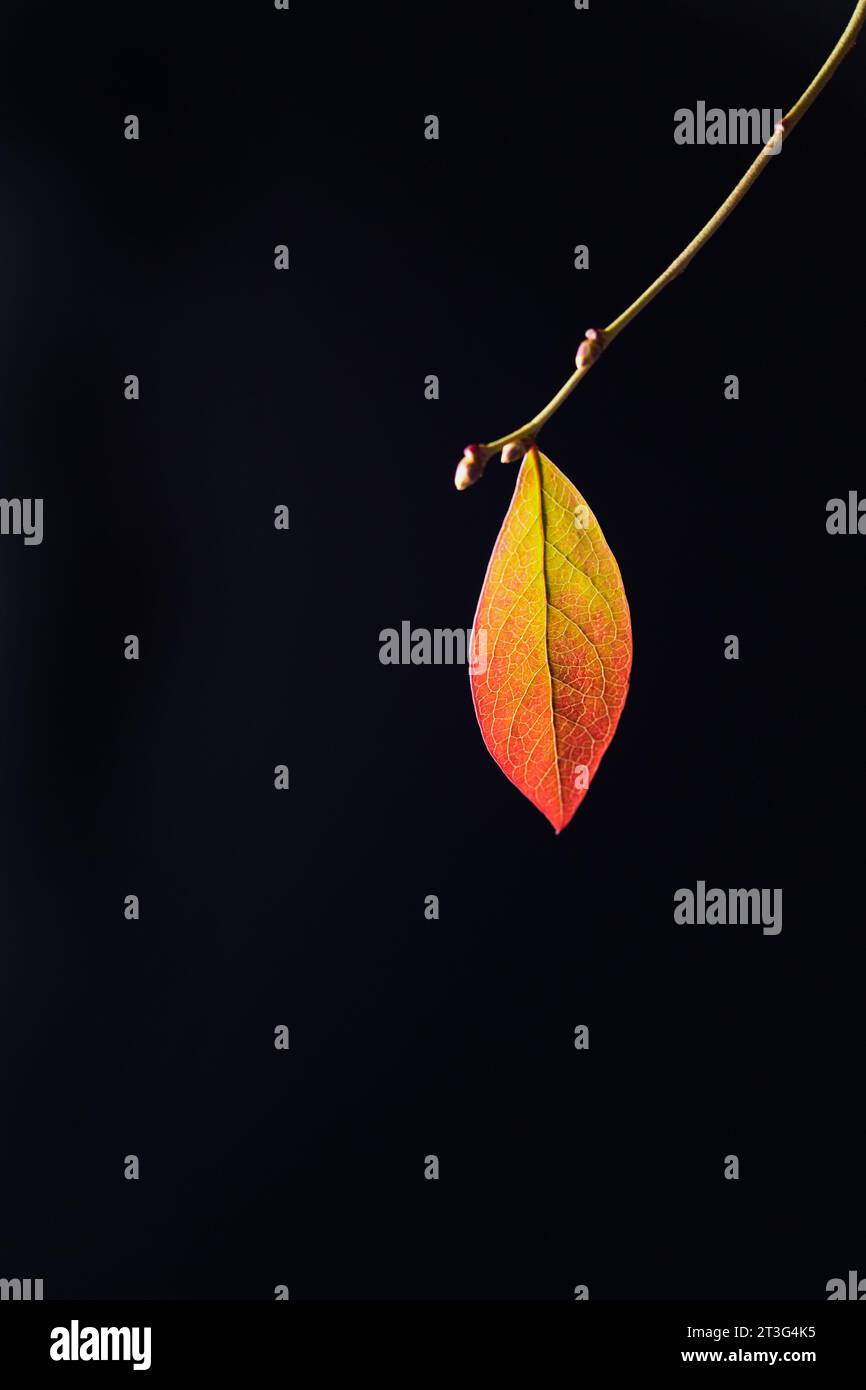 Ein orangefarbenes und gelbes Herbstblatt auf einem Zweig vor schwarzem Hintergrund. Stockfoto