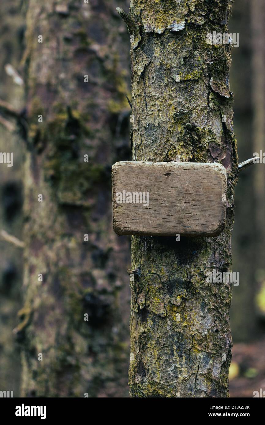 Ein hölzernes Schild ohne Nachricht, an einen Baum im Wald genagelt. Stockfoto