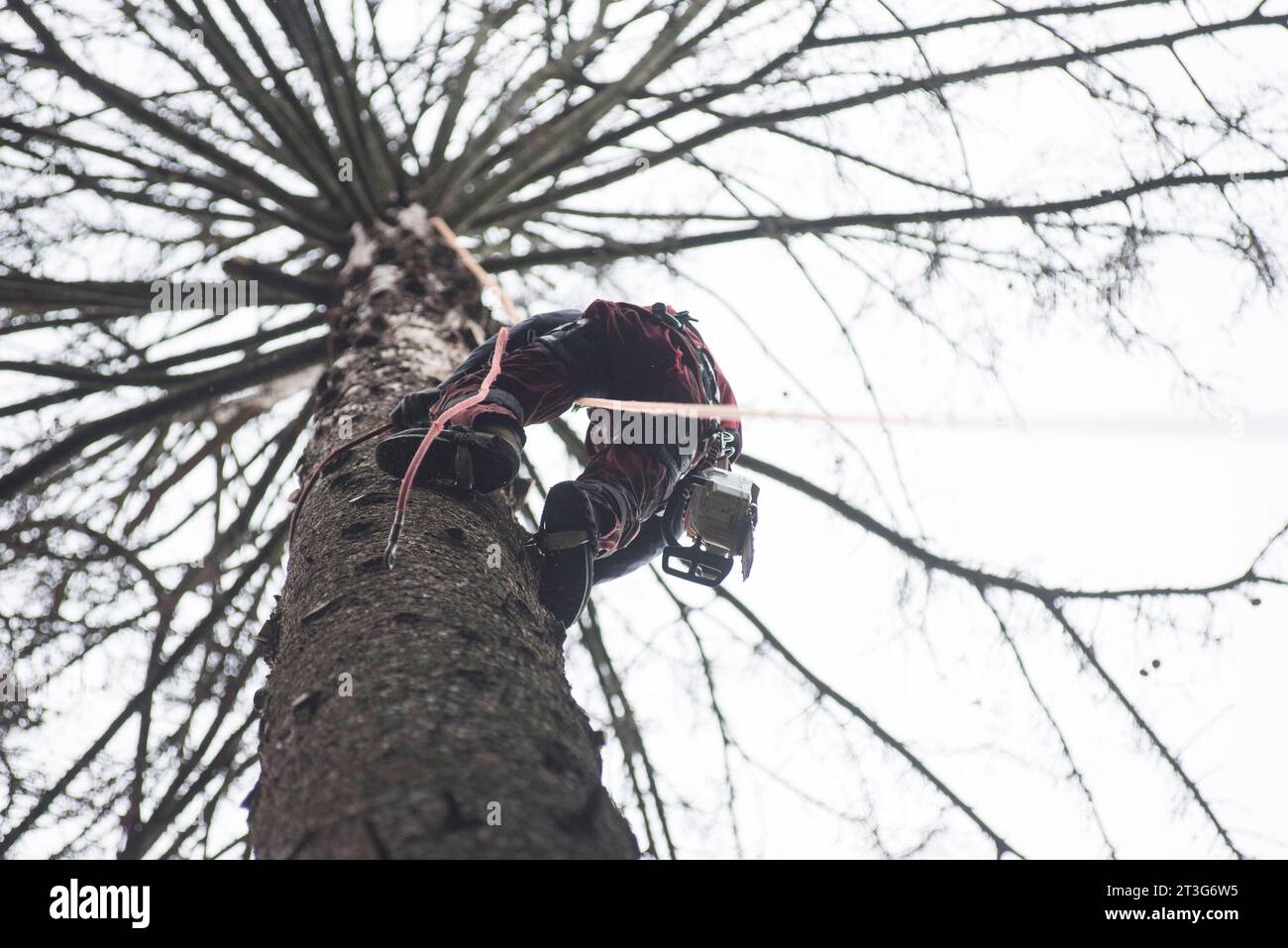 Aborist Arbeitet In Der Höhe Während Der Baumpflege Und Baumschnitt Aborist Arbeitet In Der Höhe Während Der Baumpflege Credit: Imago/Alamy Live News Stockfoto