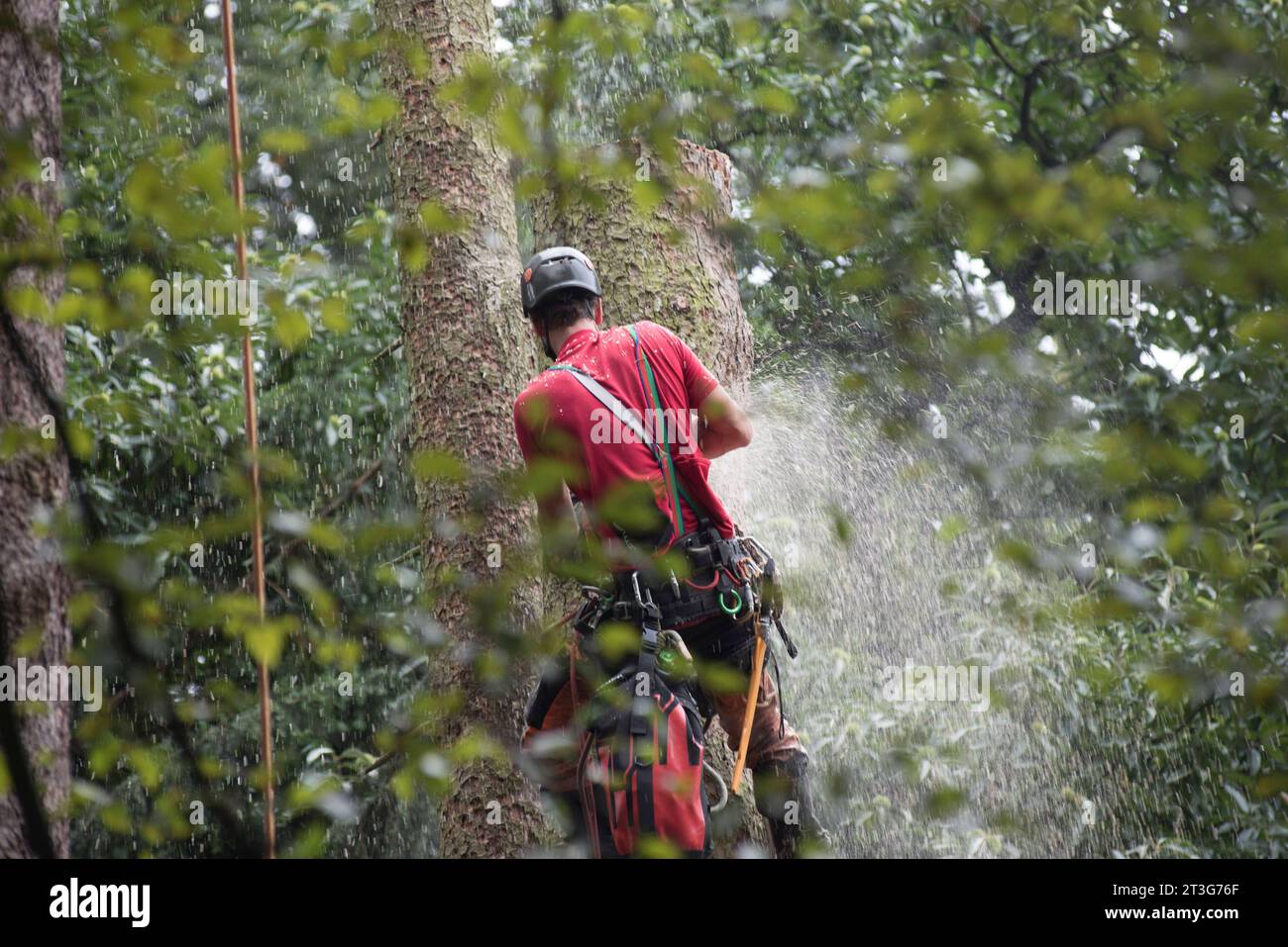 Aborist Arbeitet In Der Höhe Während Der Baumpflege Und Baumschnitt Aborist Arbeitet In Der Höhe Während Der Baumpflege Credit: Imago/Alamy Live News Stockfoto