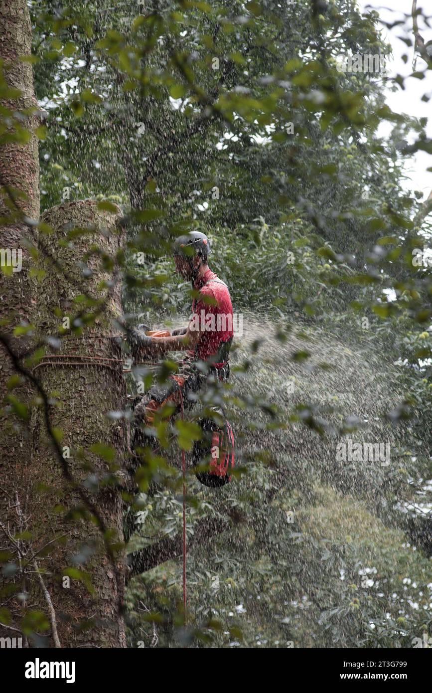 Aborist in der Höhe bei der Baumpflege und beim Baumschnitt Aborist in der Höhe bei der Baumpflege Stockfoto