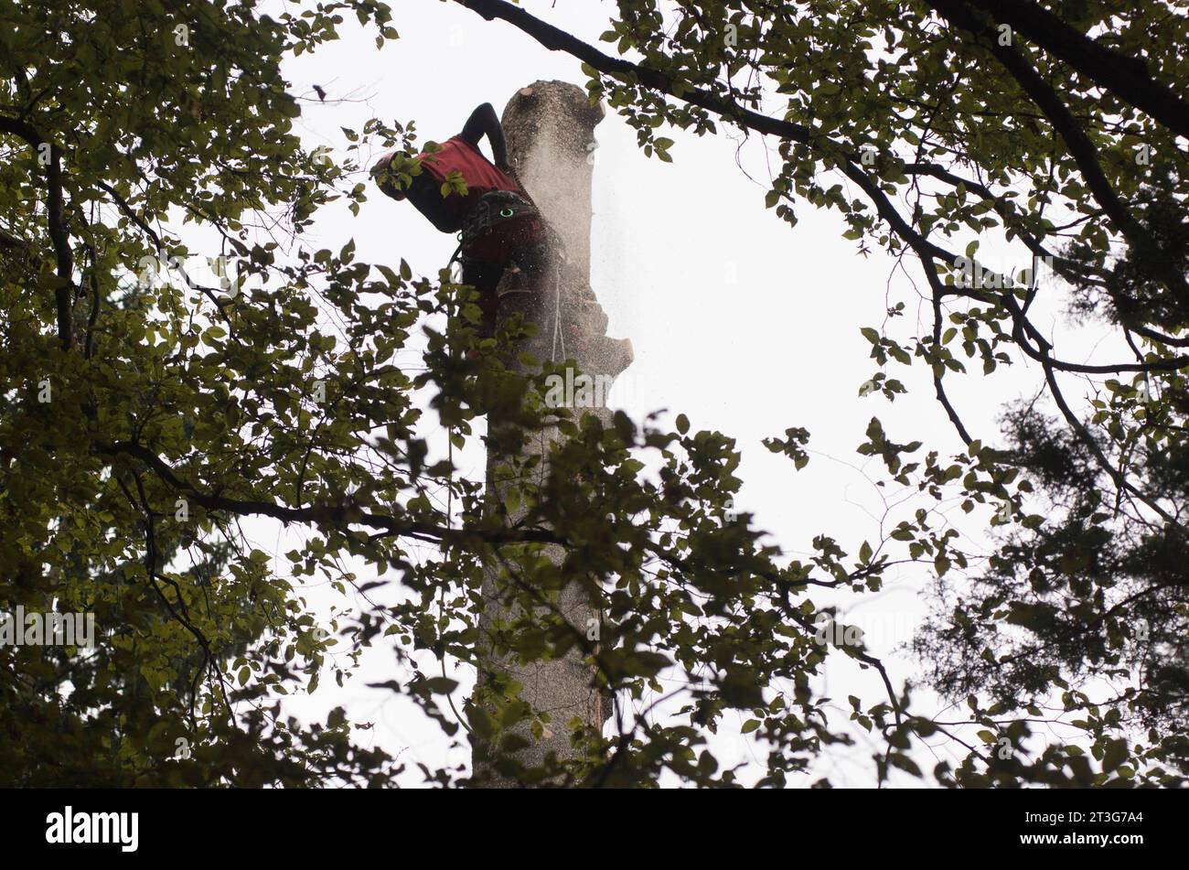 Aborist in der Höhe bei der Baumpflege und beim Baumschnitt Aborist in der Höhe bei der Baumpflege Stockfoto