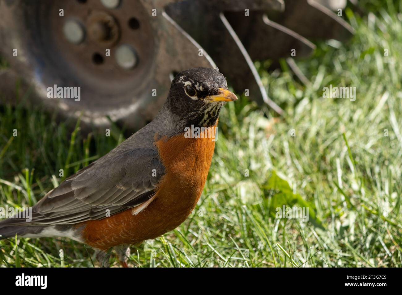 Ein rotkehlchen, der sich für Gartenarbeit interessiert und vor einer Schubkarre steht Stockfoto