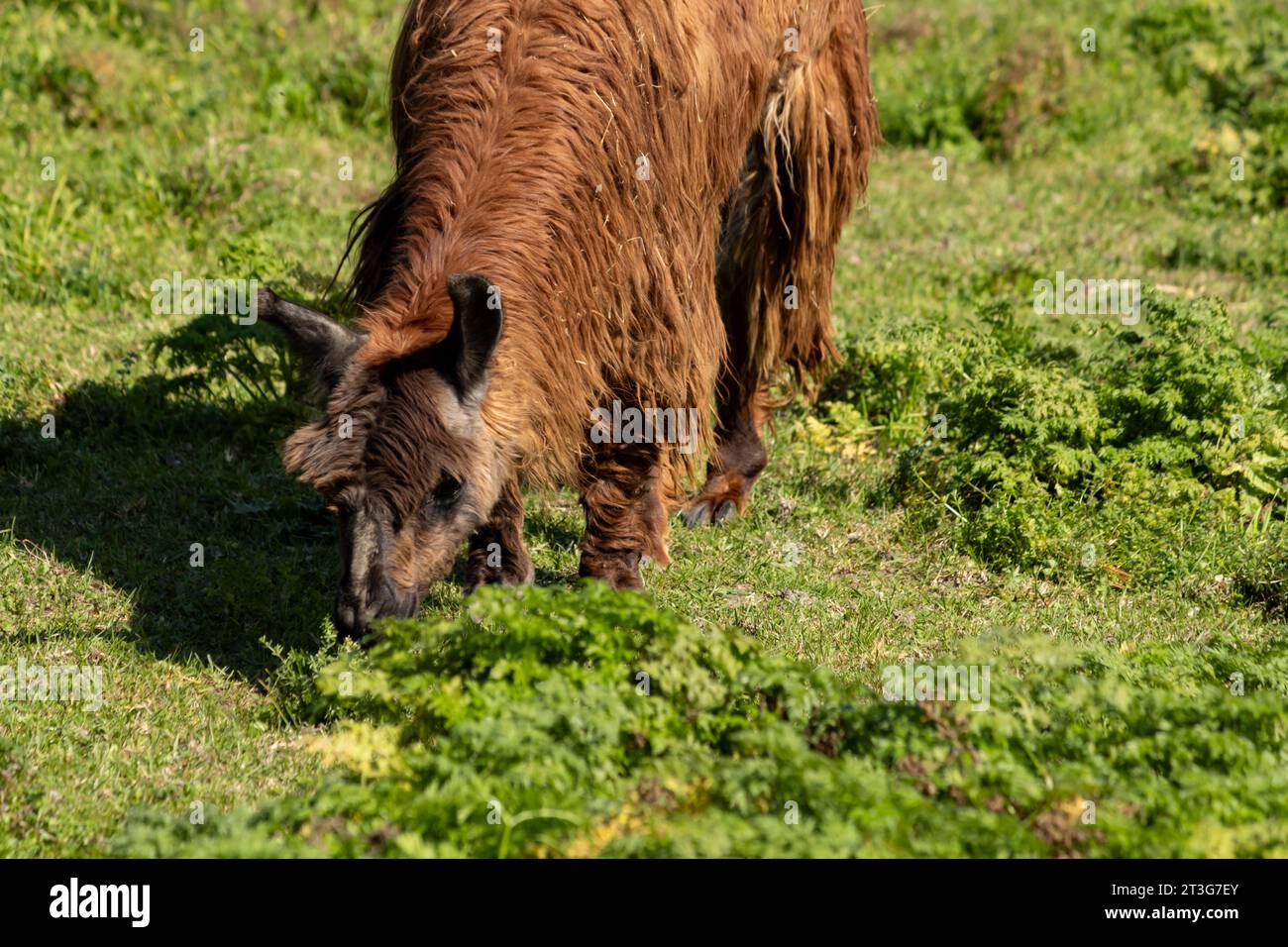 Ein zotteliger Alpaka grast auf dem Feld Stockfoto