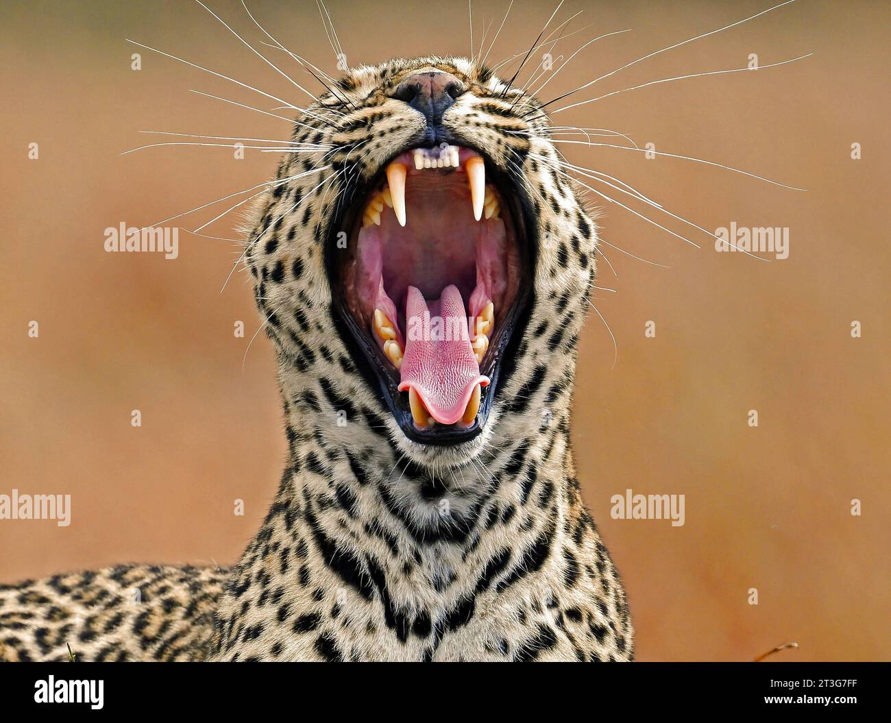 Tiere im Maasai Mara National Park, Kenia: Leoparden-Gähnen mit Zunge und Eckzähnen Stockfoto