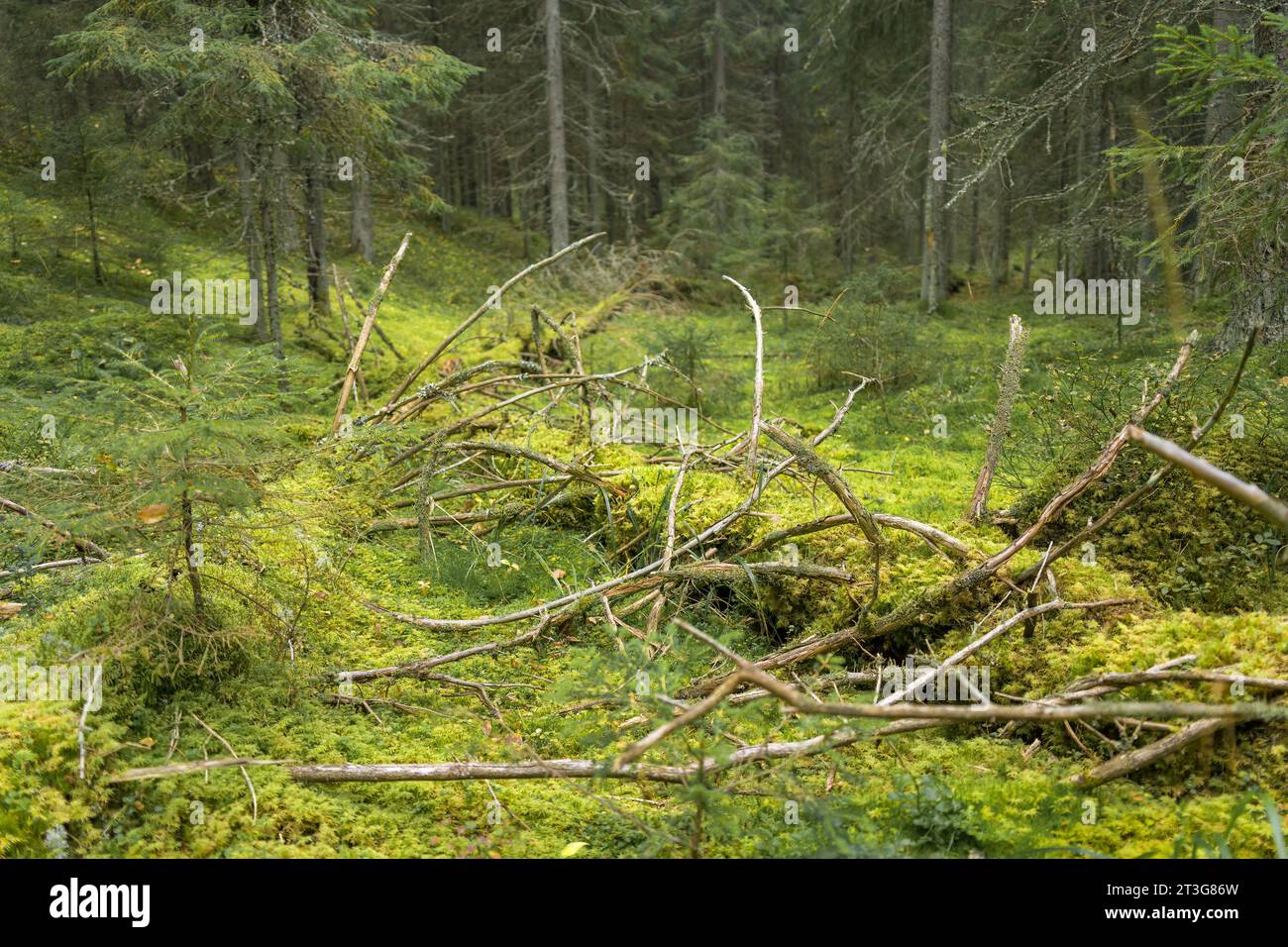 Gefallener Baum im nordischen Wald, bedeckt mit grünem Moos Stockfoto