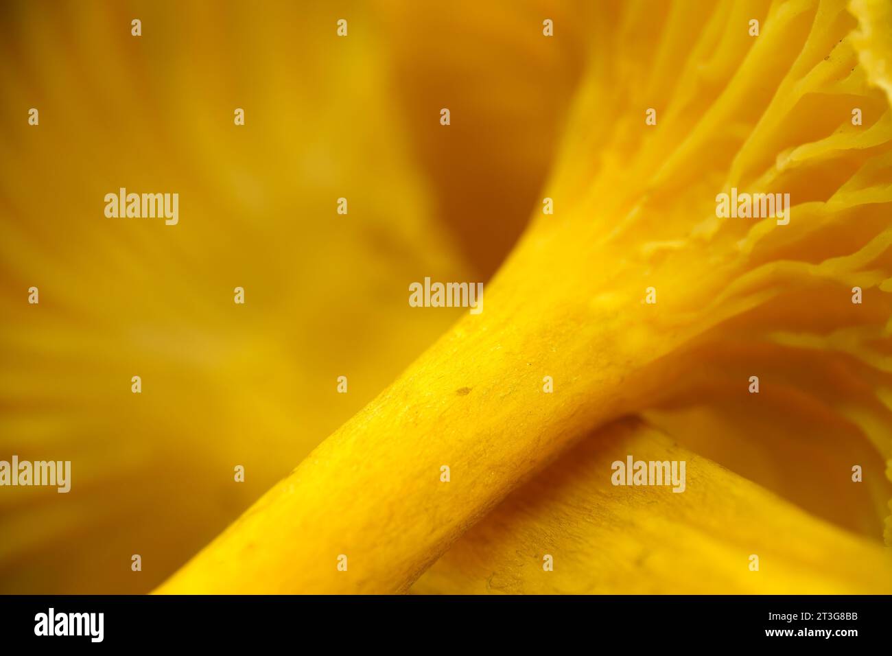 Äußerste Nahaufnahme des Stängels des Yellowfoot-Pilzes (Craterellus tubaeformis) Stockfoto