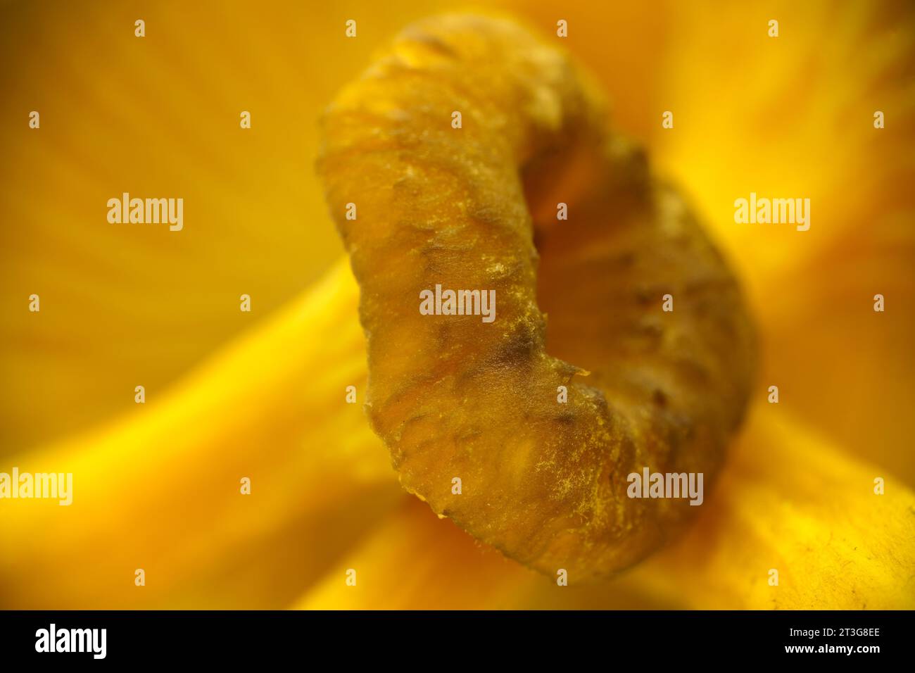 Äußerste Nahaufnahme der Kappe des jungen Gelbfußpilzes (Craterellus tubaeformis) Stockfoto