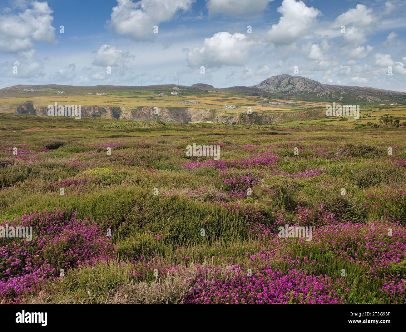 Wenn Sie über die wunderschöne Heidelandschaft der Range in Richtung Holyhead Mountain in Anglesey blicken, fallen farbenfrohe Heidekraut ins Auge Stockfoto