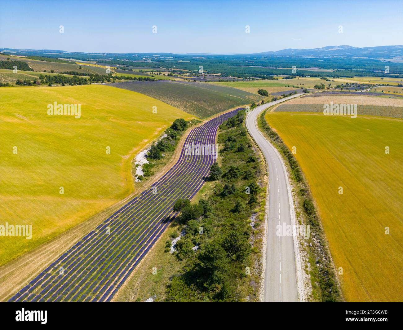 Frankreich, Drome, Drome Provencale, Sault, Ferrassieres, Lavendelfeld Stockfoto