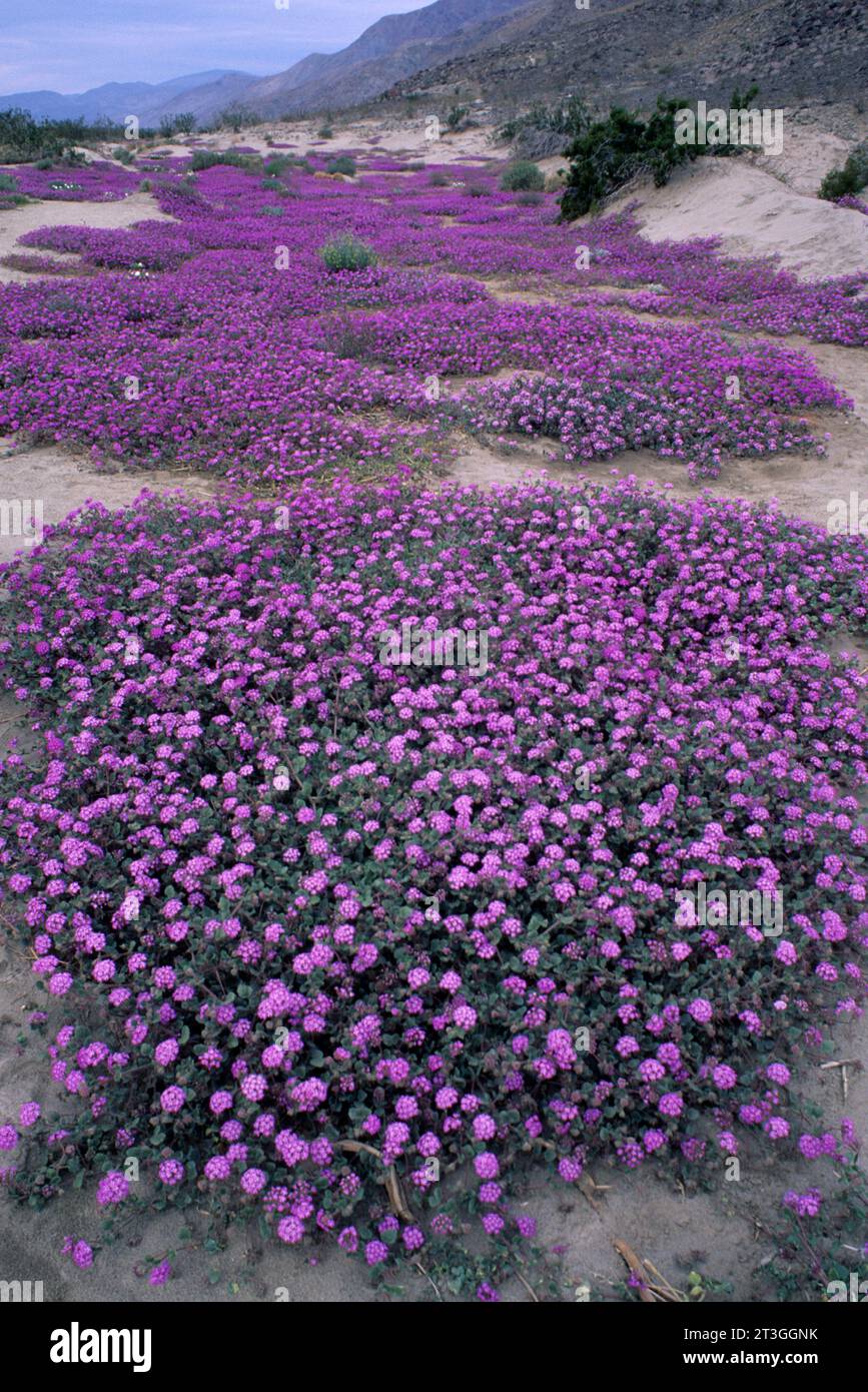 Verbena in der Nähe von Coyote Wash, Anza Borrego Desert State Park, Kalifornien Stockfoto