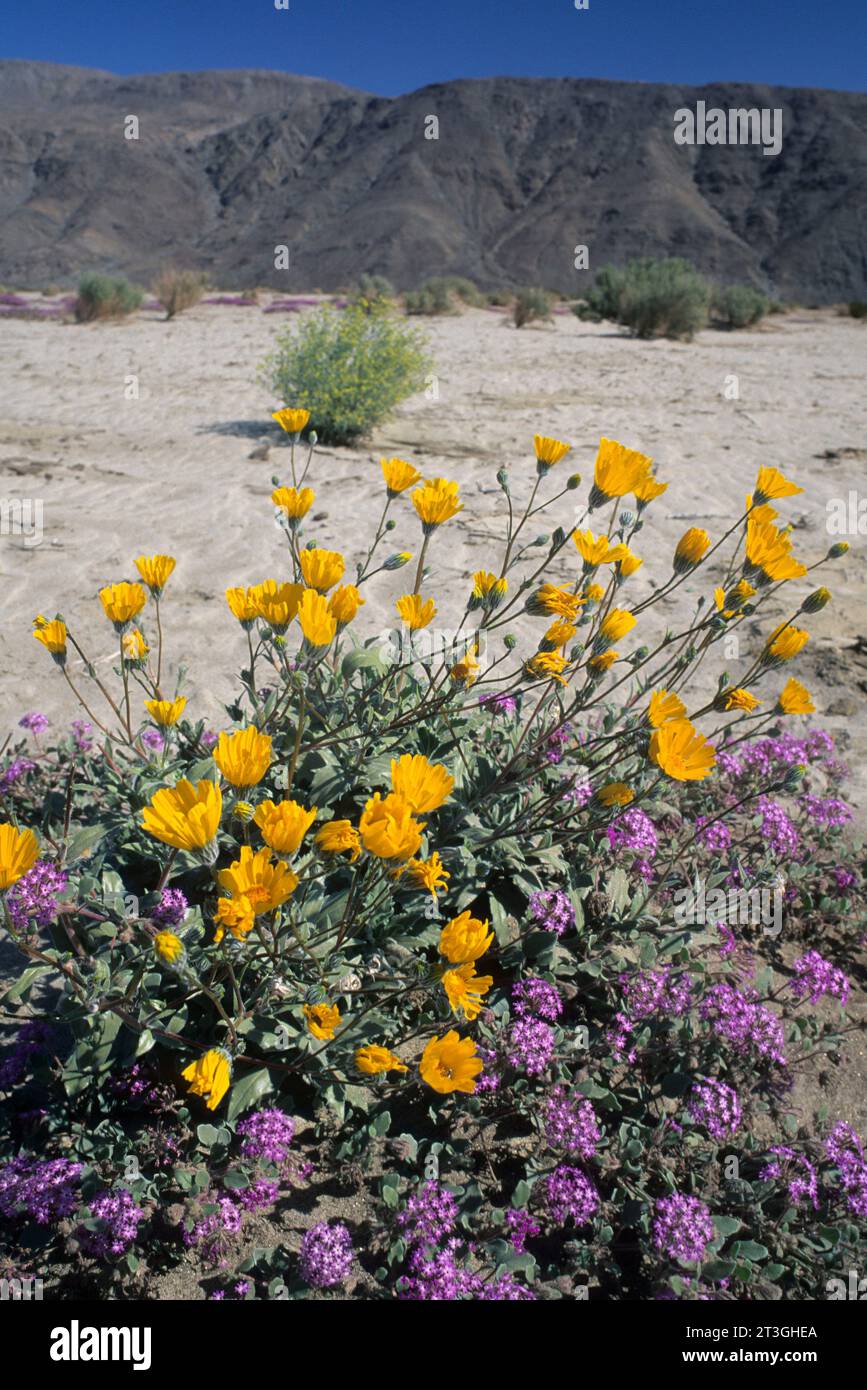 Sonnenblumen und Eisenkraut in der Nähe von Coyote Wash, Anza Borrego Desert State Park, Kalifornien Stockfoto