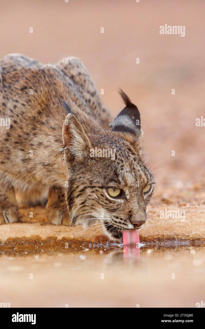 Spanien, Provinz Castilla-La Mancha, Privateigentum, Iberian Lynx oder Spanish Lynx oder Lynx Pardelle (Lynx pardinus), trinken aus einem Wasserloch Stockfoto