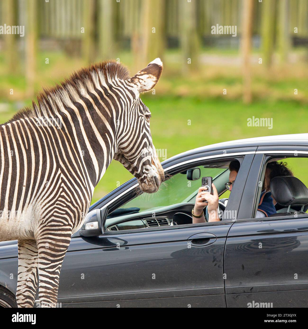 Bewdley, Großbritannien. Oktober 2023. Wetter in Großbritannien: Besucher des West Midland Safari Park genießen ungebrochenen Sonnenschein, während sie durch die Tiersafari fahren. Ein Zebra posiert für einen Fotoschuss, der mit einem Mobiltelefon vom Beifahrersitz eines Autos aufgenommen wurde. Quelle: Lee Hudson/Alamy Live News Stockfoto