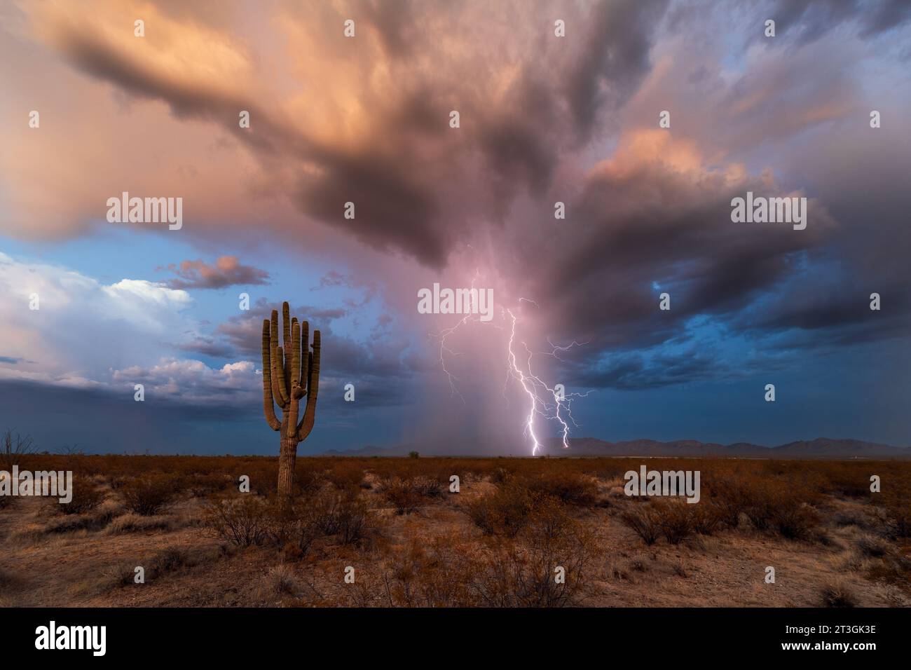 Wolken-zu-Boden-Blitze treffen während eines Monsungewitters in der Sonora-Wüste bei Aguila, Arizona, auf die Harquahala Mountains Stockfoto