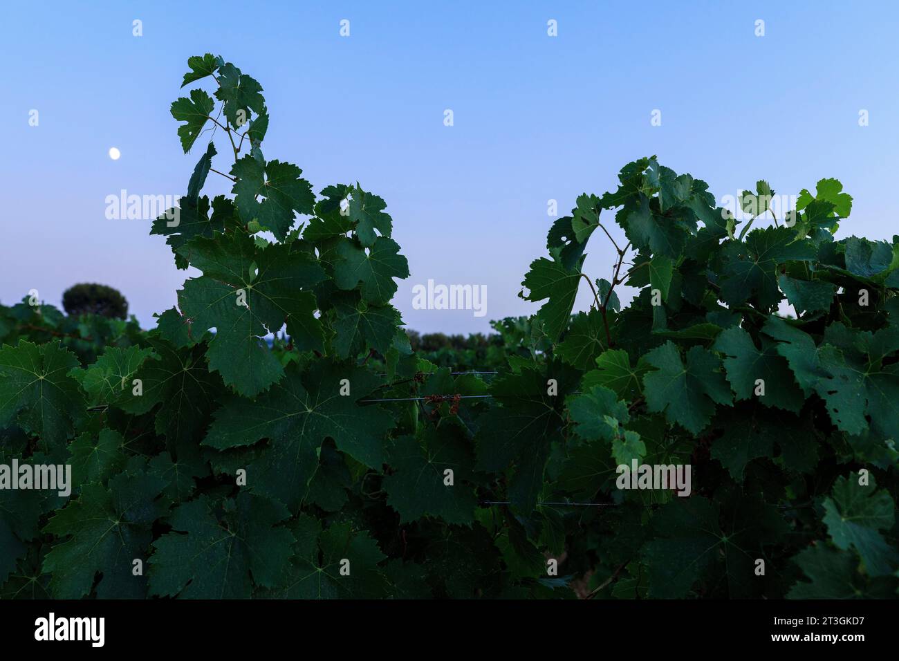 Frankreich, Var, Le Castellet, AOP Bandol, Domaines Ott, Chateau Romassan, Weinberge Stockfoto
