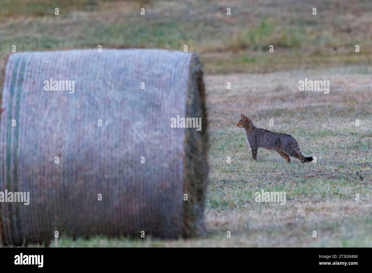 Spanien, Castilla y Leon, Provinz Leon, Boca del Huergano, Wildkatze (Felis silvestris), die auf kürzlich gemähten Wiesen nach Futter sucht (Wühlmäuse), Stockfoto