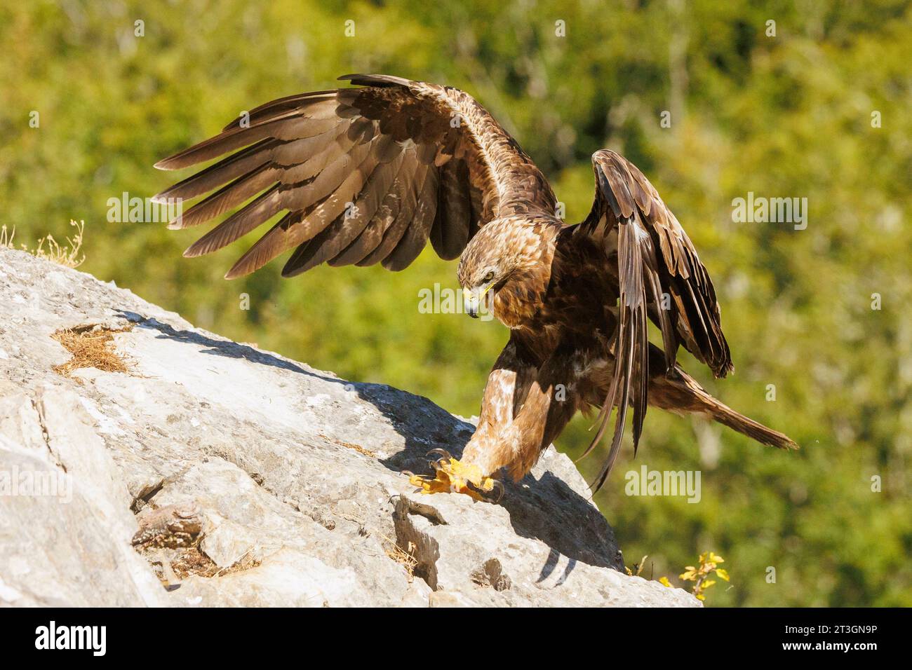 Spanien, Castilla y Leon, Provinz Leon, Boca del Huergano, Goldener Adler (Aquila chrysaetos), auf Bergfelsen Stockfoto