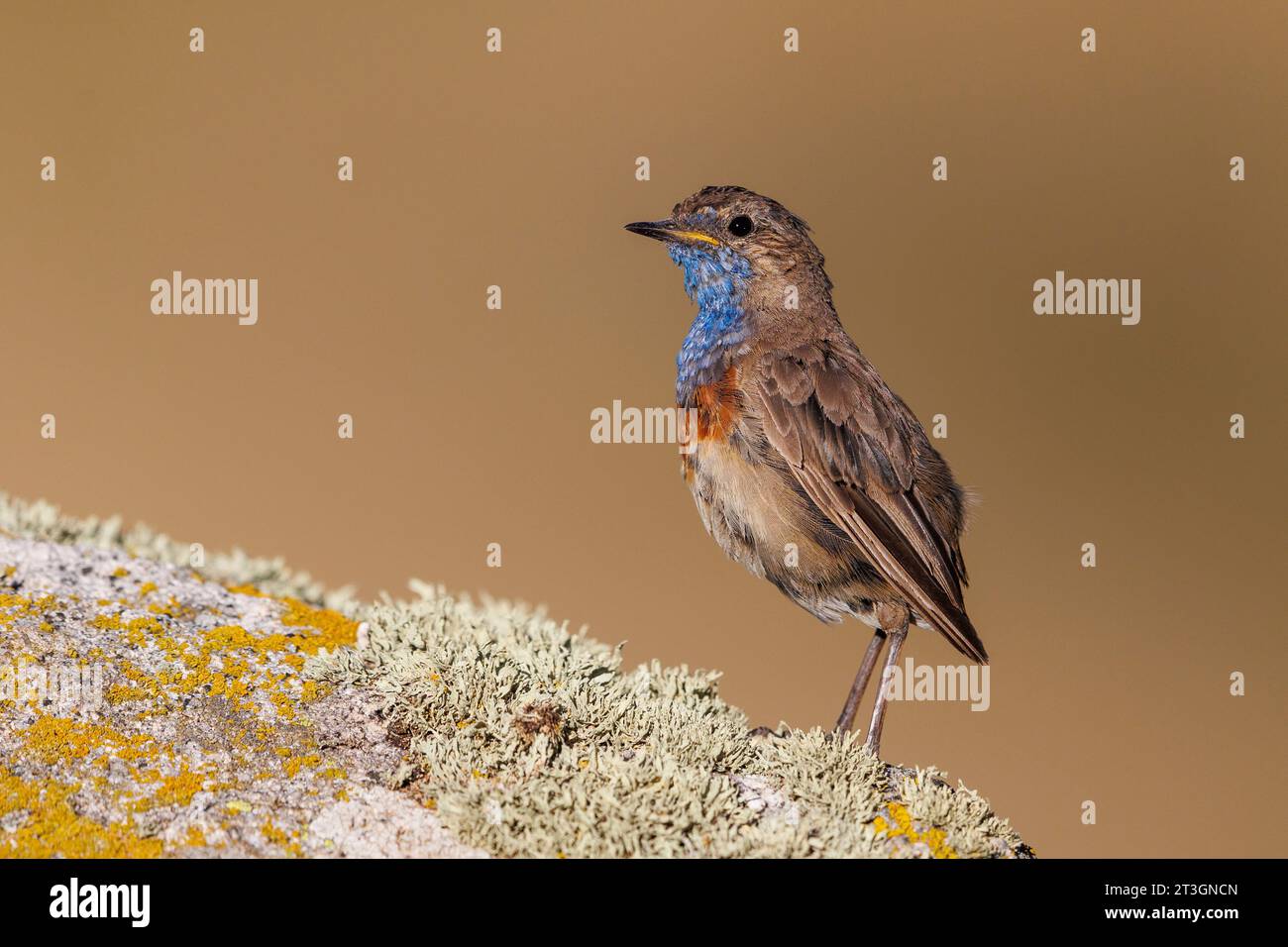 , Spanien, Castilla y Leon, Provinz Leon, Boca del Huergano, Bluethroat(Luscinia svecica), auf einem Felsen in den Bergen, schmelzend, verloren die Federn des Schwanzes Stockfoto