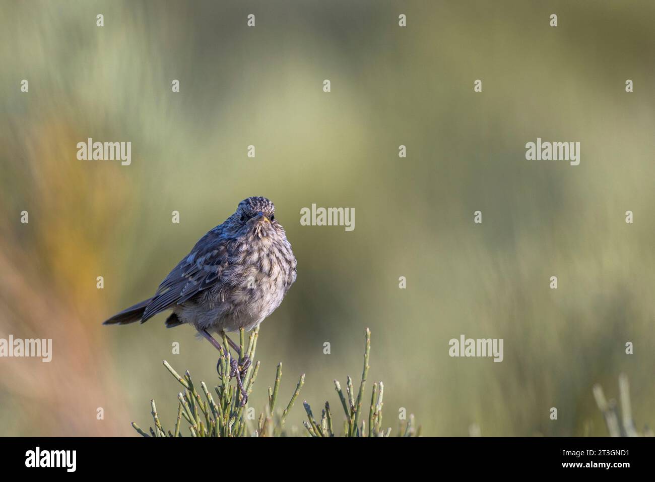 Spanien, Kastilien und Leon, Provinz Leon, Boca del Huergano, Alpine Accentor (Prunella collaris), Jungvogel auf einem Büschen in den Bergen Stockfoto