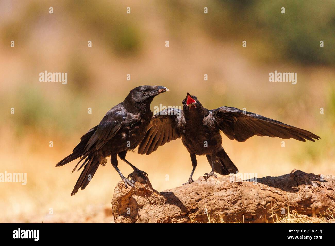 Spanien, Castilla y Leon, Provinz Leon, Boca del Huergano, Gemeine Krähe (Corvus corone) auf einer Wiese Stockfoto