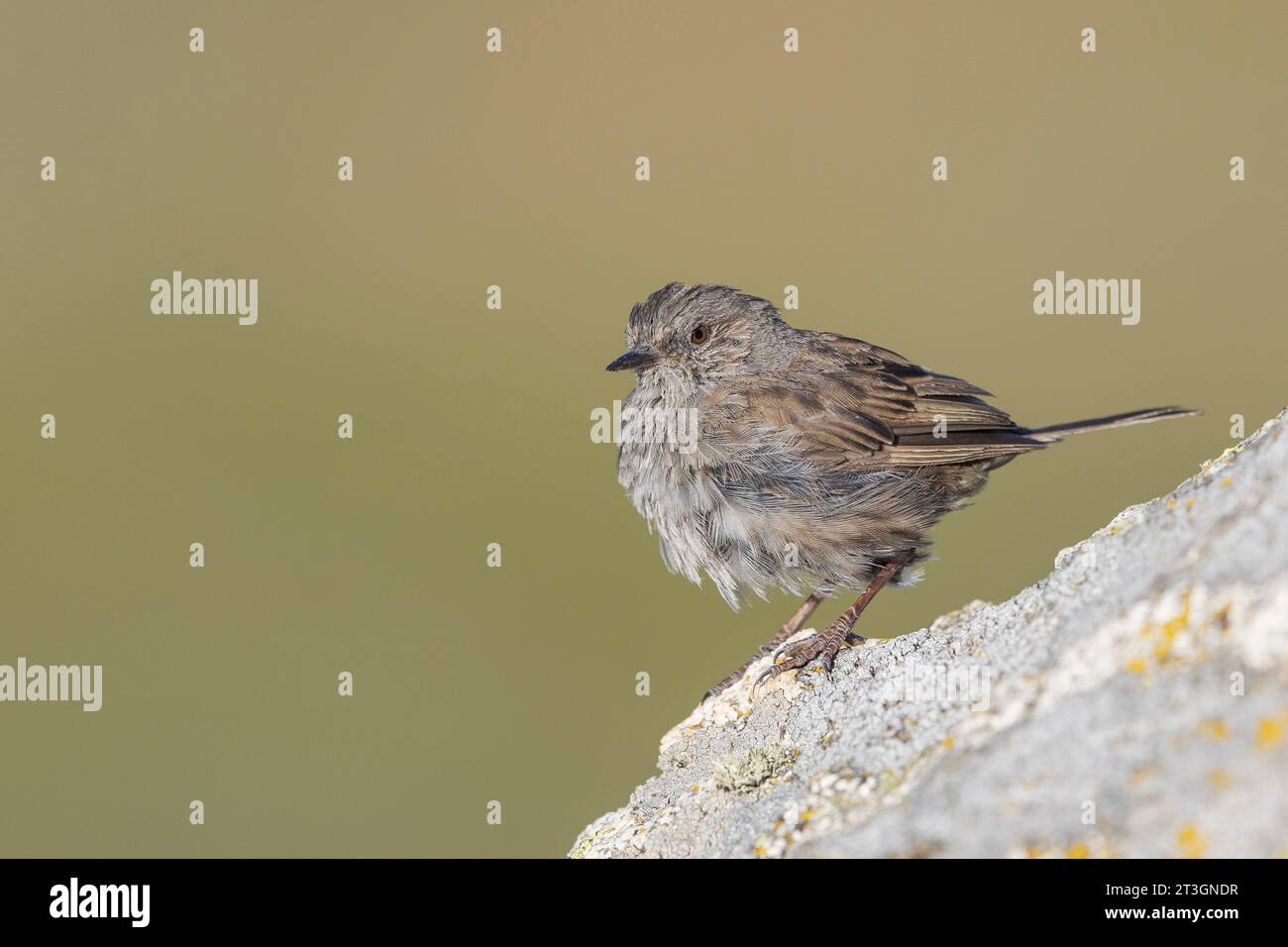 Spanien, Castilla y Leon, Provinz Leon, Boca del Huergano, Dunnock (Prunella modularis) auf einem Felsen in den Bergen Stockfoto
