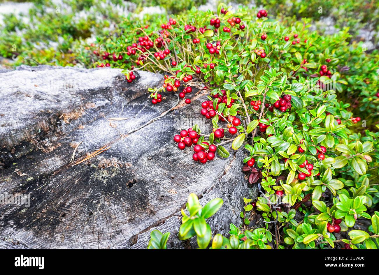 Rote reife Kuhbeere, auch bekannt als Preiselbeere, wächst im Wald. Ein wunderbarer fruchtbarer Bärenstaub Stockfoto