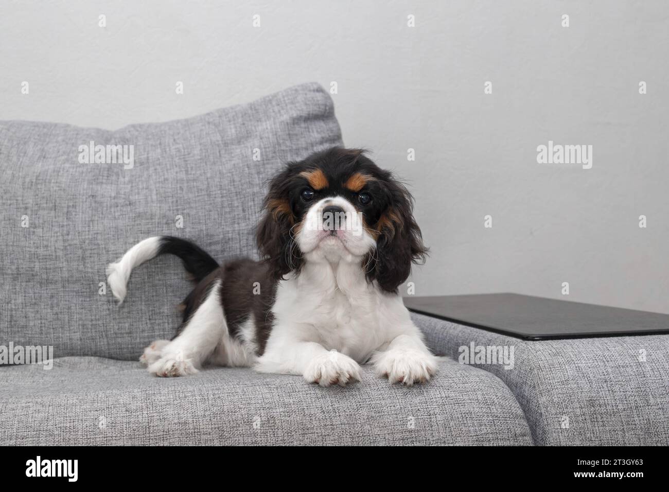 Porträt des gutaussehenden Cavalier Spaniel. Der süße Welpe liegt auf der Couch. Der neugierige Hundelavalier Charles King Spaniel liegt auf der Couch und schaut auf die Couch Stockfoto