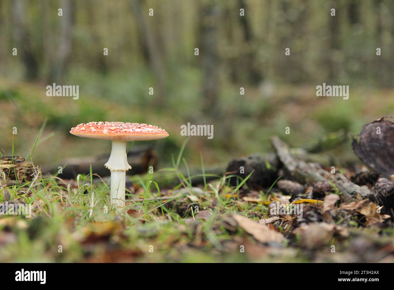 Ein schöner großer roter Pilz mit gerader Kappe im Herbst in einem Wald Stockfoto