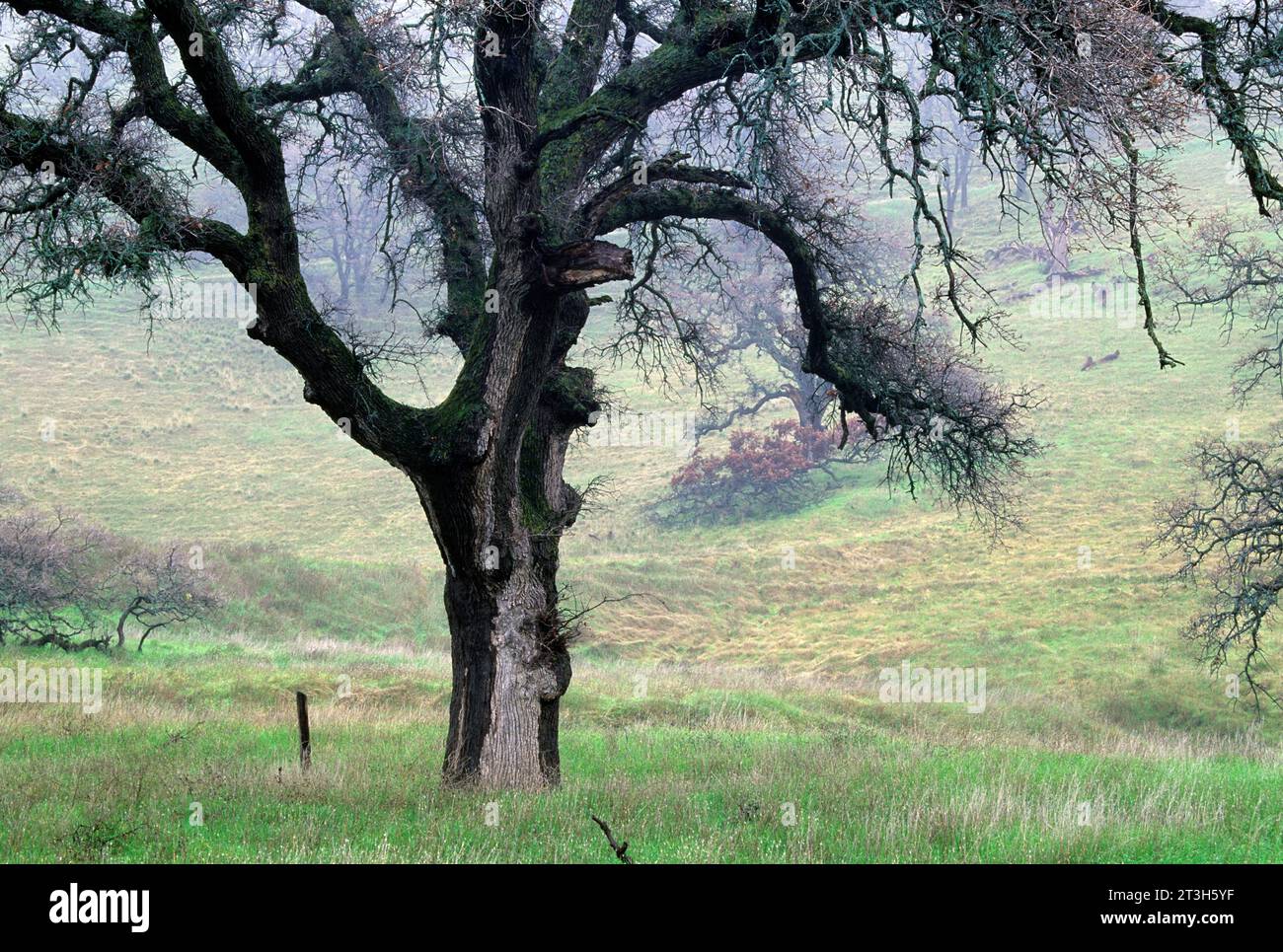 Oak vor CA 128, Napa County, Kalifornien Stockfoto