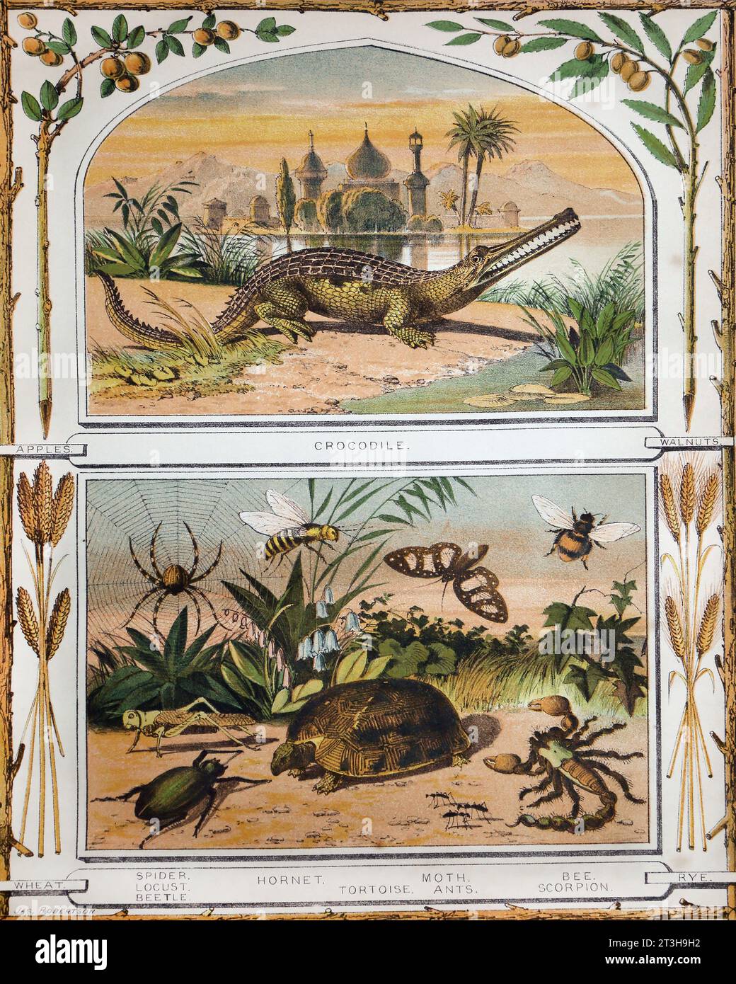 Bibel Naturgeschichtliche Illustration mit Insekten, Reptilien und Äpfeln, Walnüssen, Weizen und Roggen in der Bibel des 19. Jahrhunderts Stockfoto