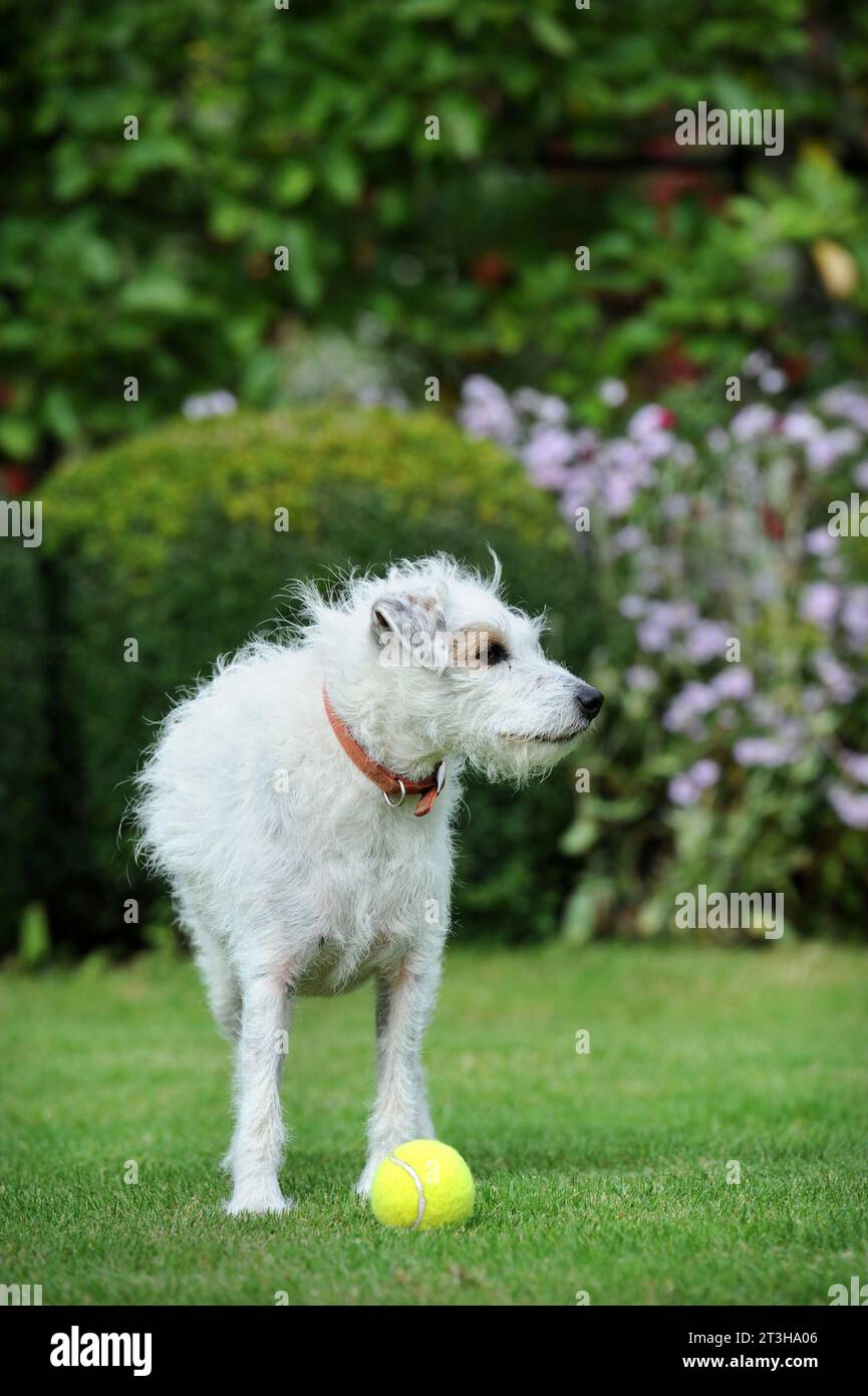 Dreckiger Hund mit Tennisball auf dem Rasen, Großbritannien. Stockfoto