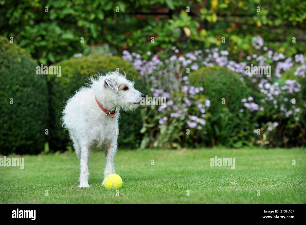 Dreckiger Hund mit Tennisball auf dem Rasen, Großbritannien. Stockfoto