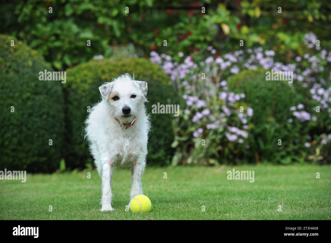 Dreckiger Hund mit Tennisball auf dem Rasen, Großbritannien. Stockfoto