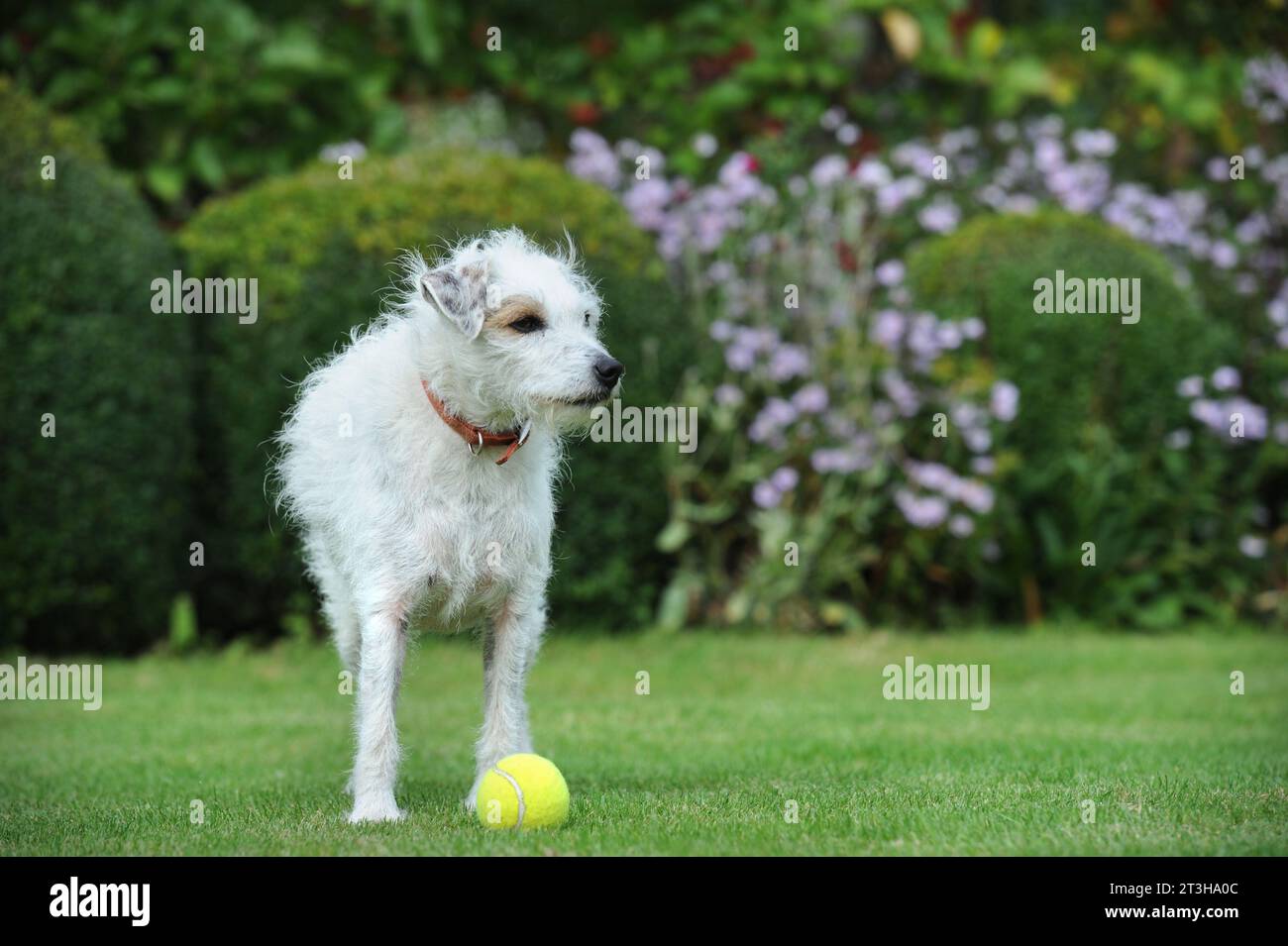Dreckiger Hund mit Tennisball auf dem Rasen, Großbritannien. Stockfoto