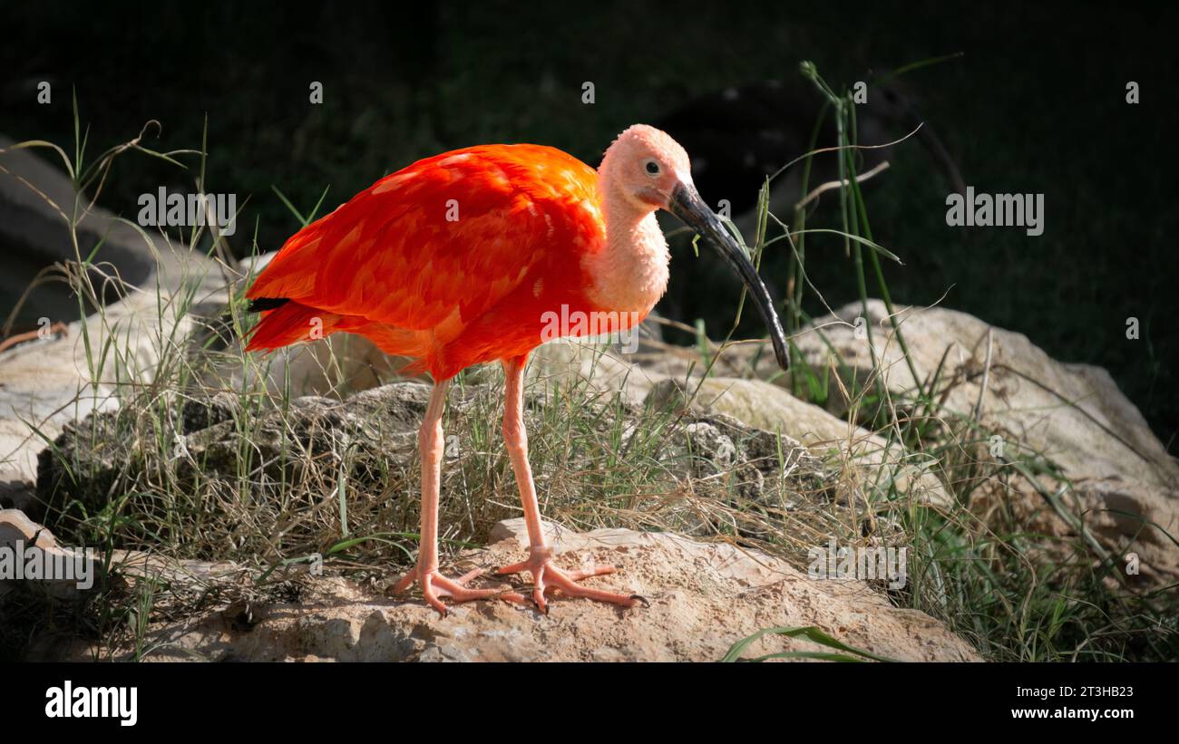 Scharlach Ibis, Vogel mit wunderschön farbigen roten Federn, der auf einem Stein sitzt und in Richtung der Kamera blickt. Stockfoto