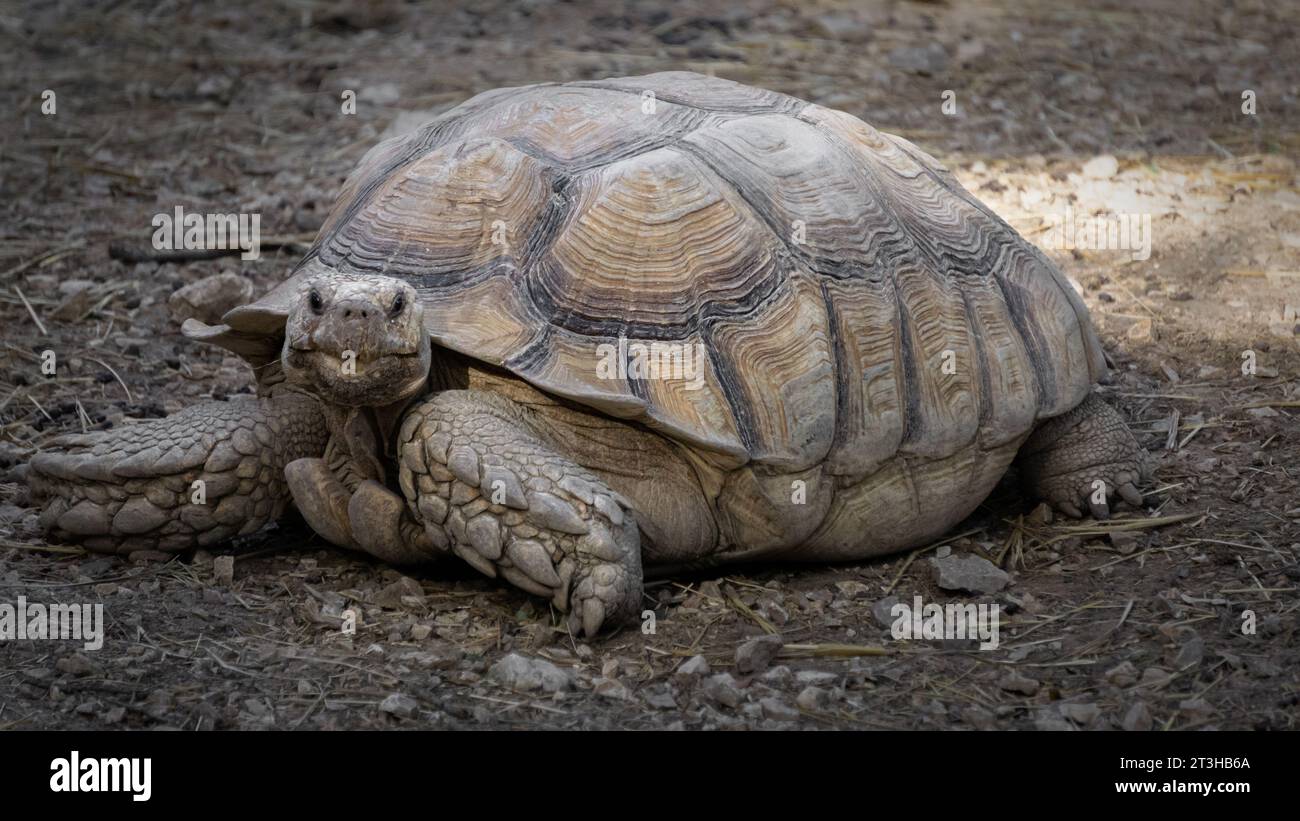 Eine Landschildkröte, die sich langsam bewegt und auf die Kamera blickt. Stockfoto
