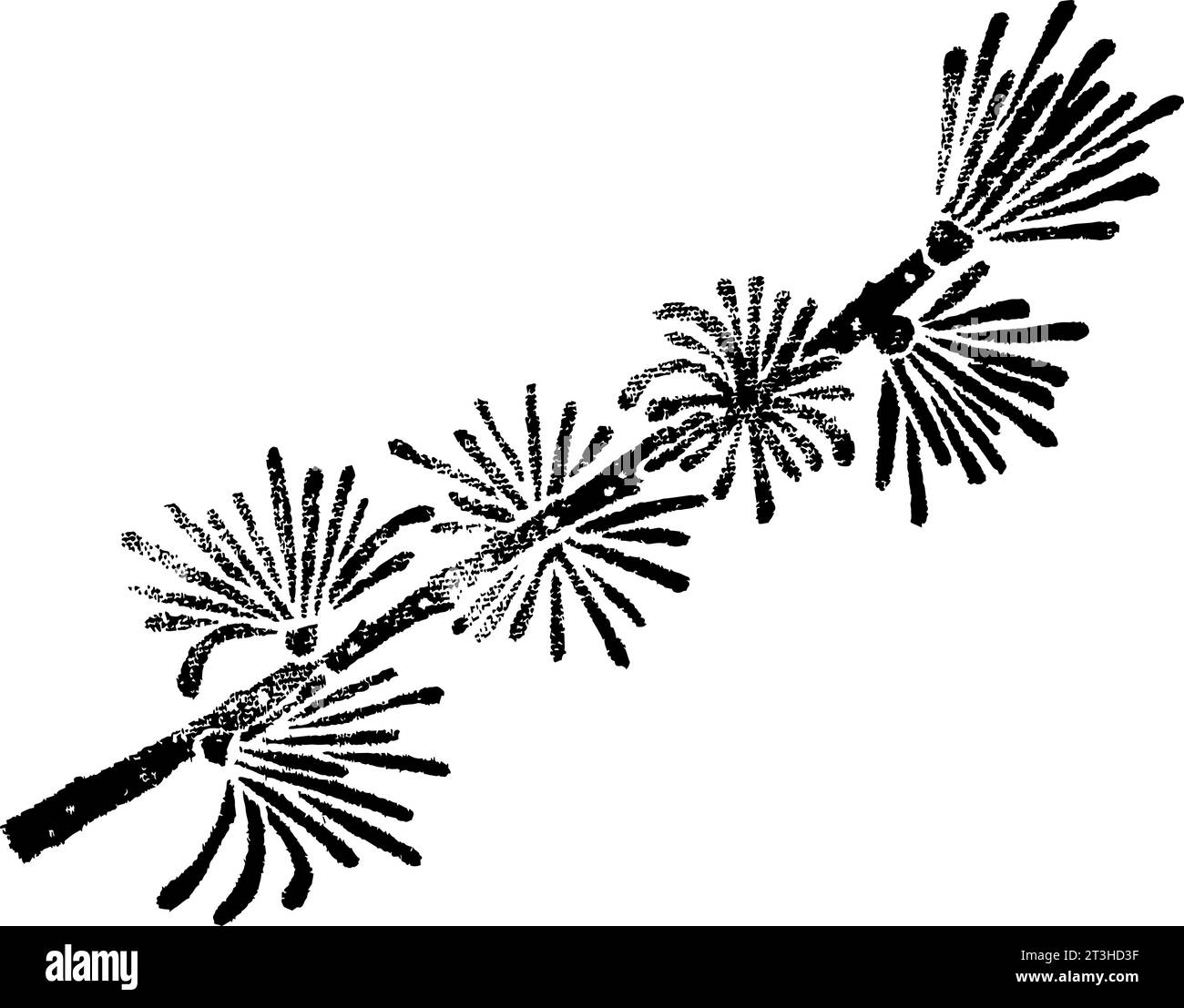 Lärchenelemente für Design isoliert auf weiß. Larix decidua Branch. Handgezeichnete botanische Vektor-Illustration Stock Vektor