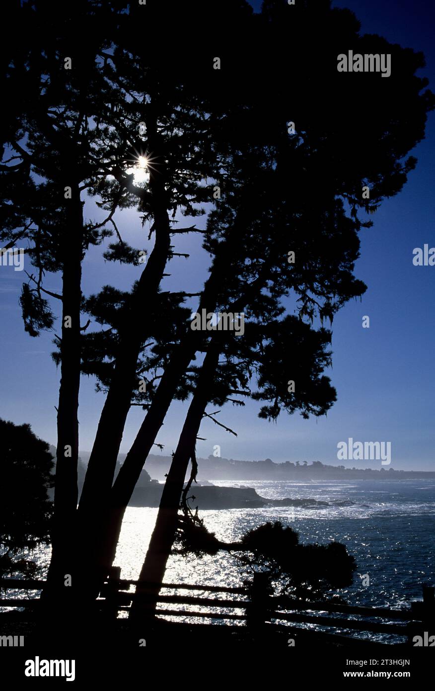 Piniensilhouette auf der Küste, Russian Gulch State Park, Kalifornien Stockfoto