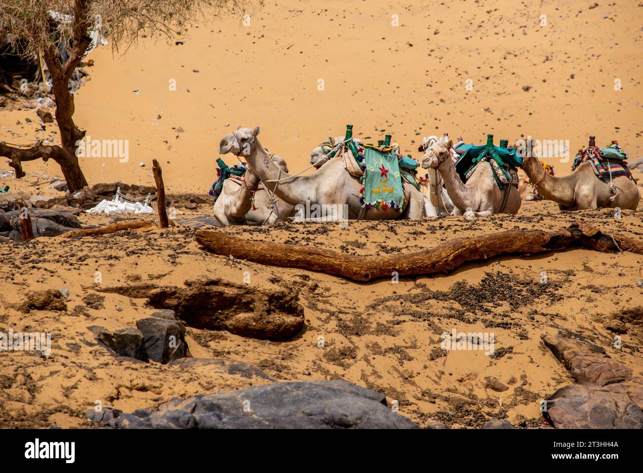 Kamele ruhen am Nil bei Assuan, Ägypten Stockfoto
