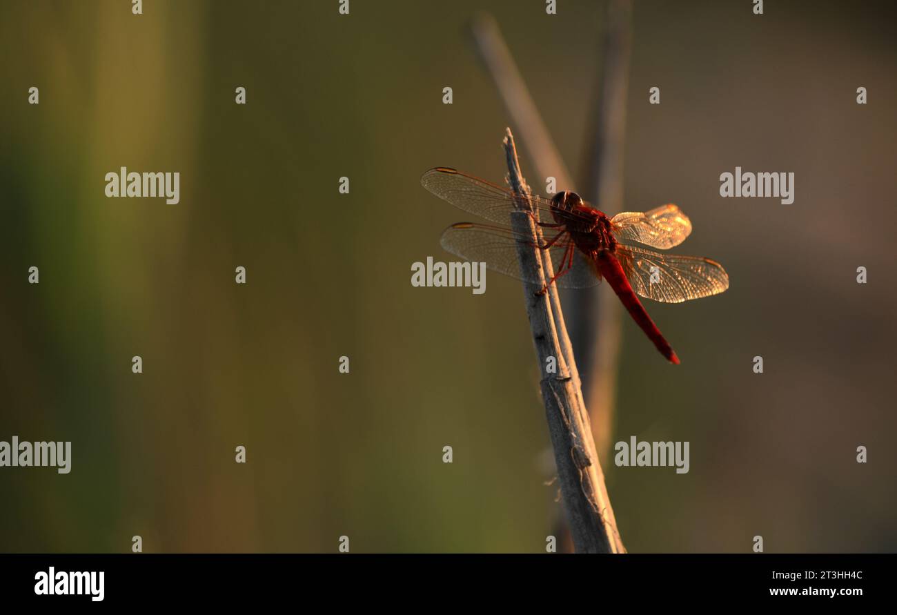 Rote Libelle in Camargue Frankreich Stockfoto