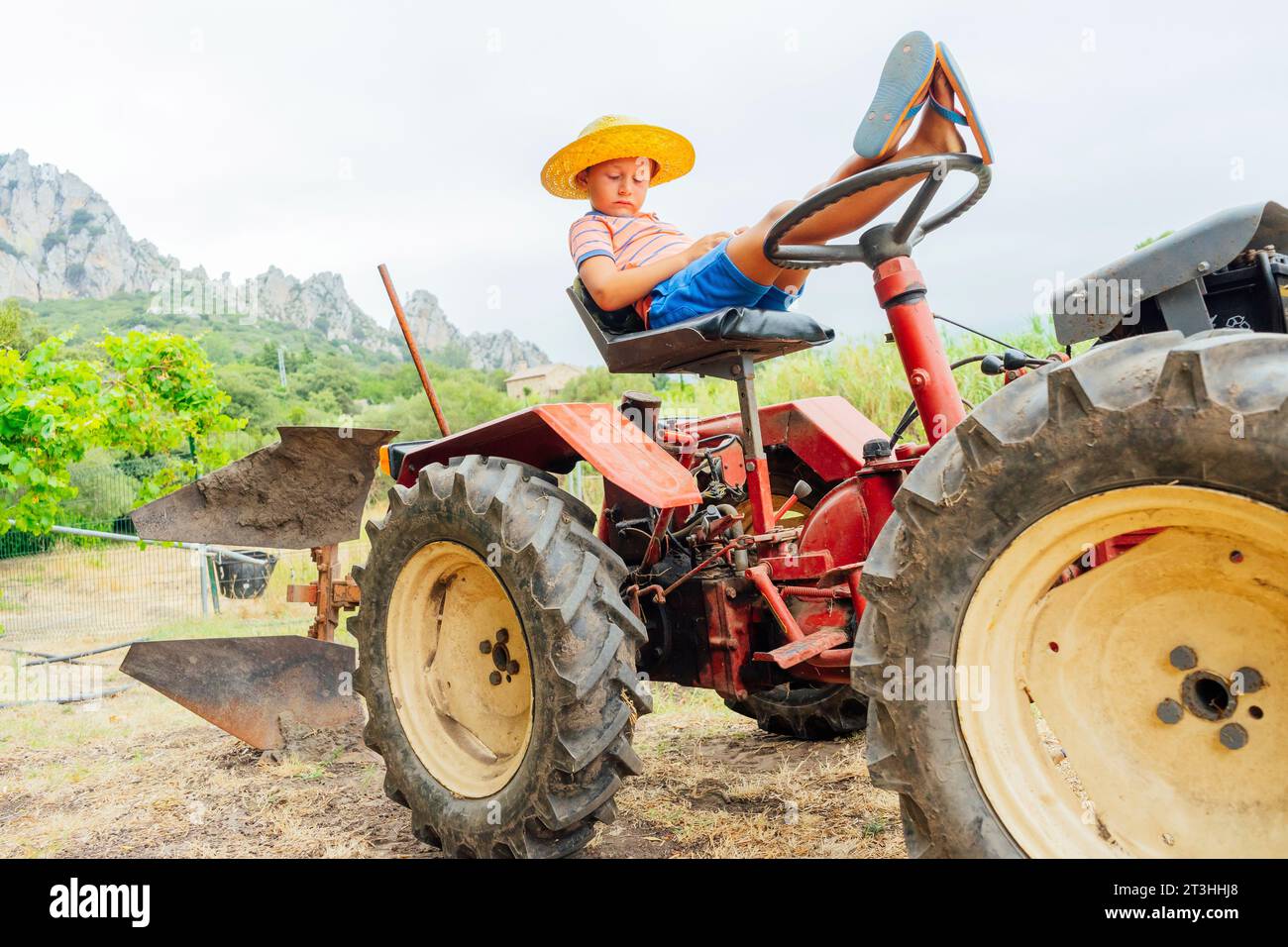 Kleiner Bauer auf einem Traktor zwischen grünen Getreidefeldern Stockfoto