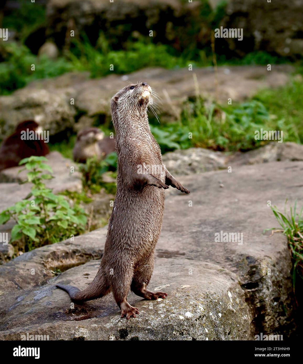 Asiatische kleine krallte Otter Stockfoto