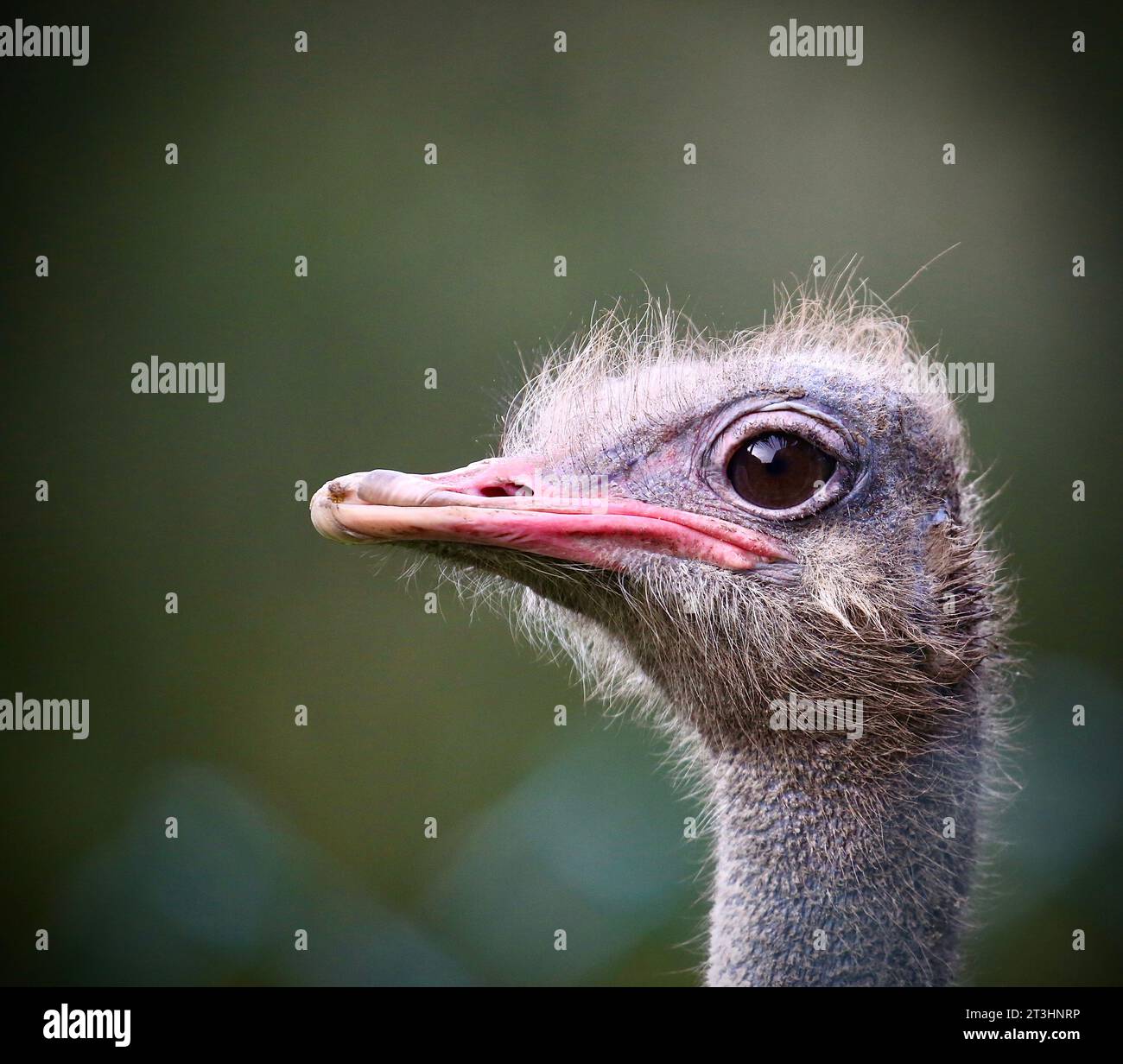 Strauß Stockfoto