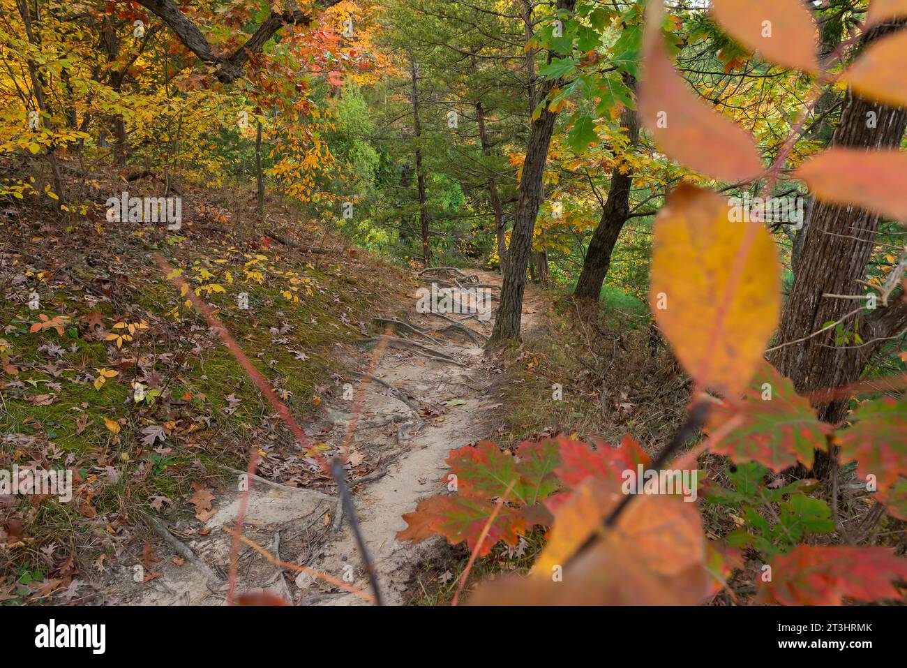 Herbstlandschaft auf dem Bluff Trail im Starved Rock State Park, Illinois, USA. Stockfoto